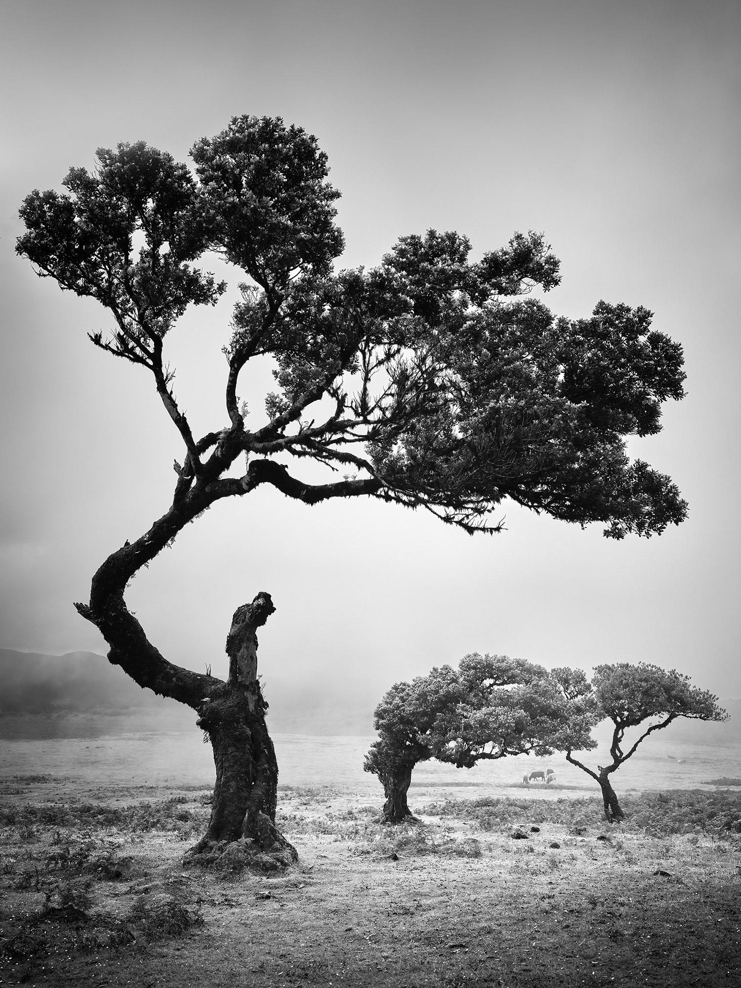 Gerald Berghammer Golden Gate Bridge Night, San Francisco, black and