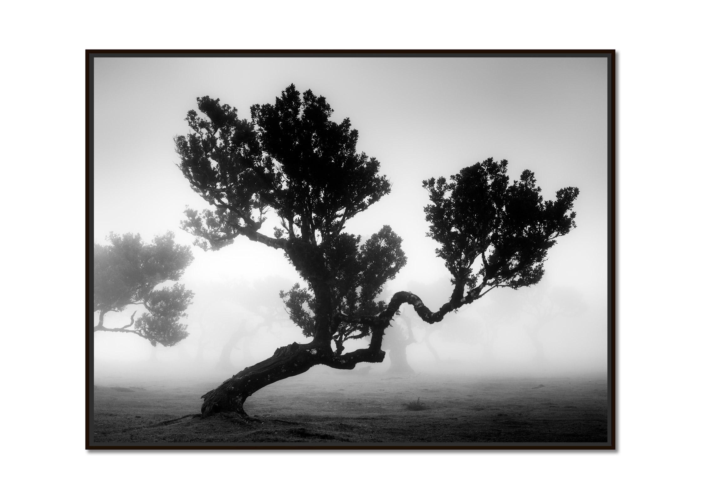 Ancient Laurisilva Forest, mystical Tree, black and white photography, landscape - Photograph by Gerald Berghammer