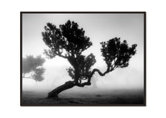 Ancient Laurisilva Forest mystical Tree black and white photograph landscape