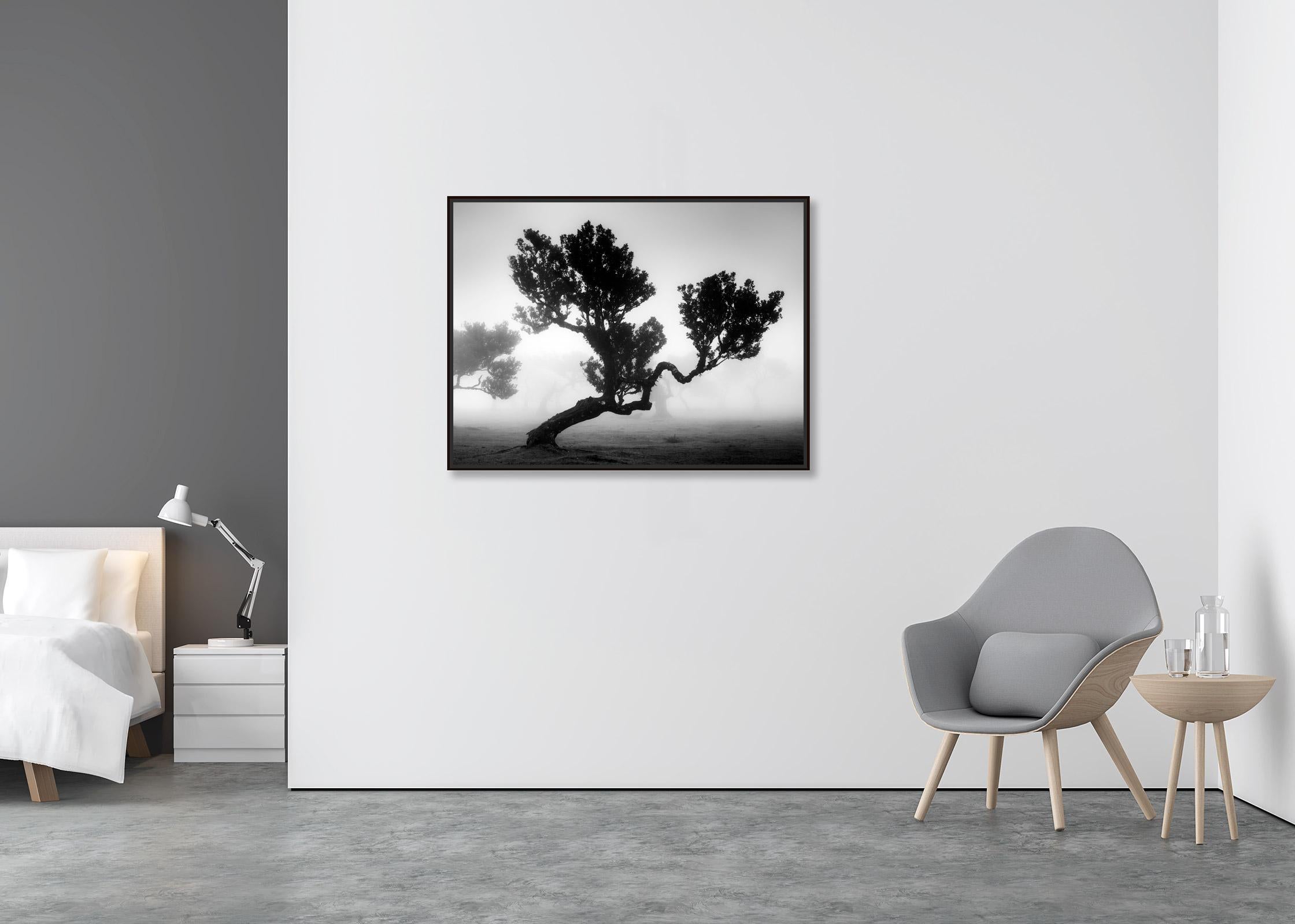 Ancient Laurisilva Forest, mystical Tree, black and white photography, landscape - Contemporary Photograph by Gerald Berghammer