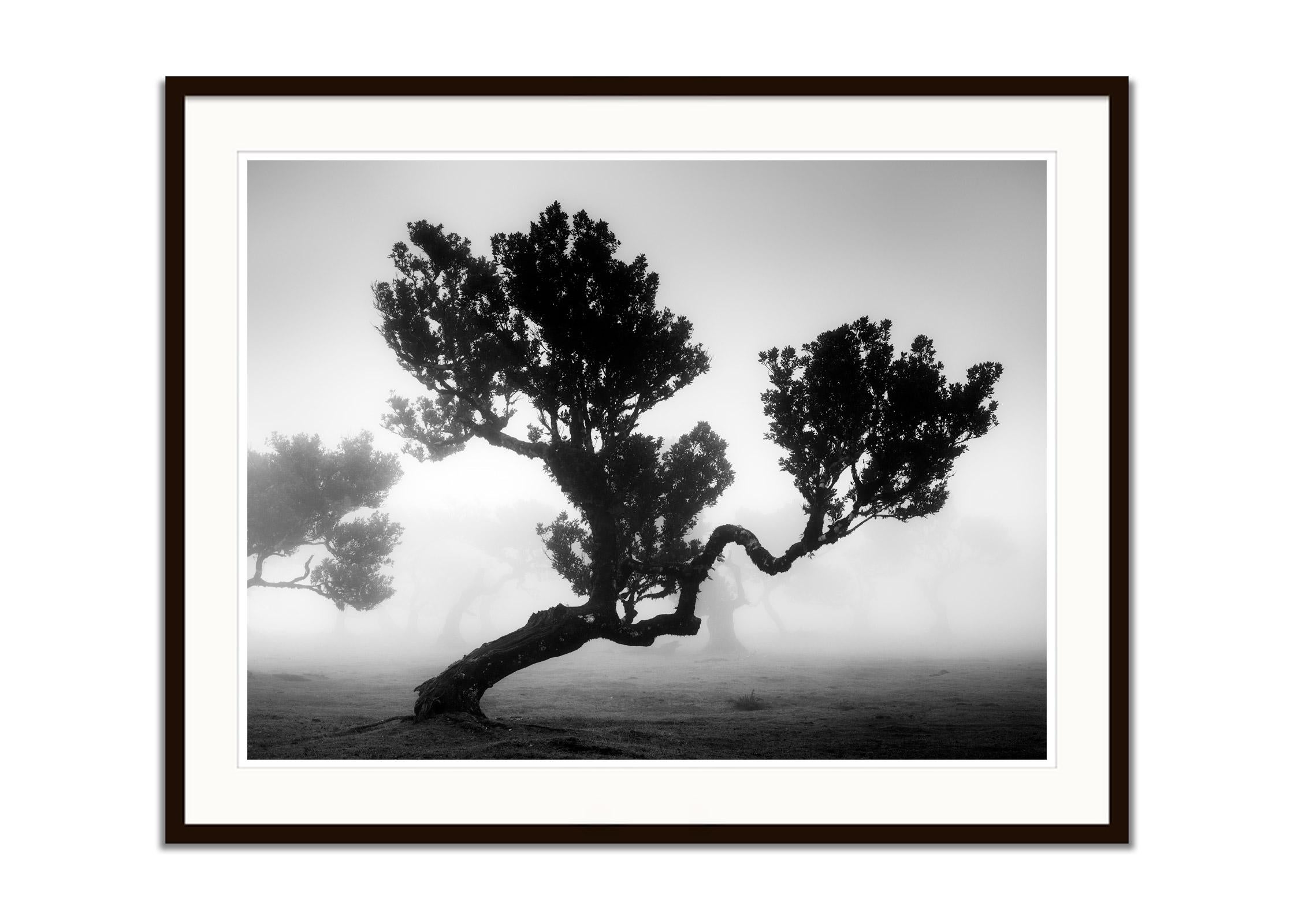 Antiker Laurisilva-Wälder, mystischer Baum, Schwarz-Weiß-Fotografie, Landschaft (Grau), Landscape Photograph, von Gerald Berghammer