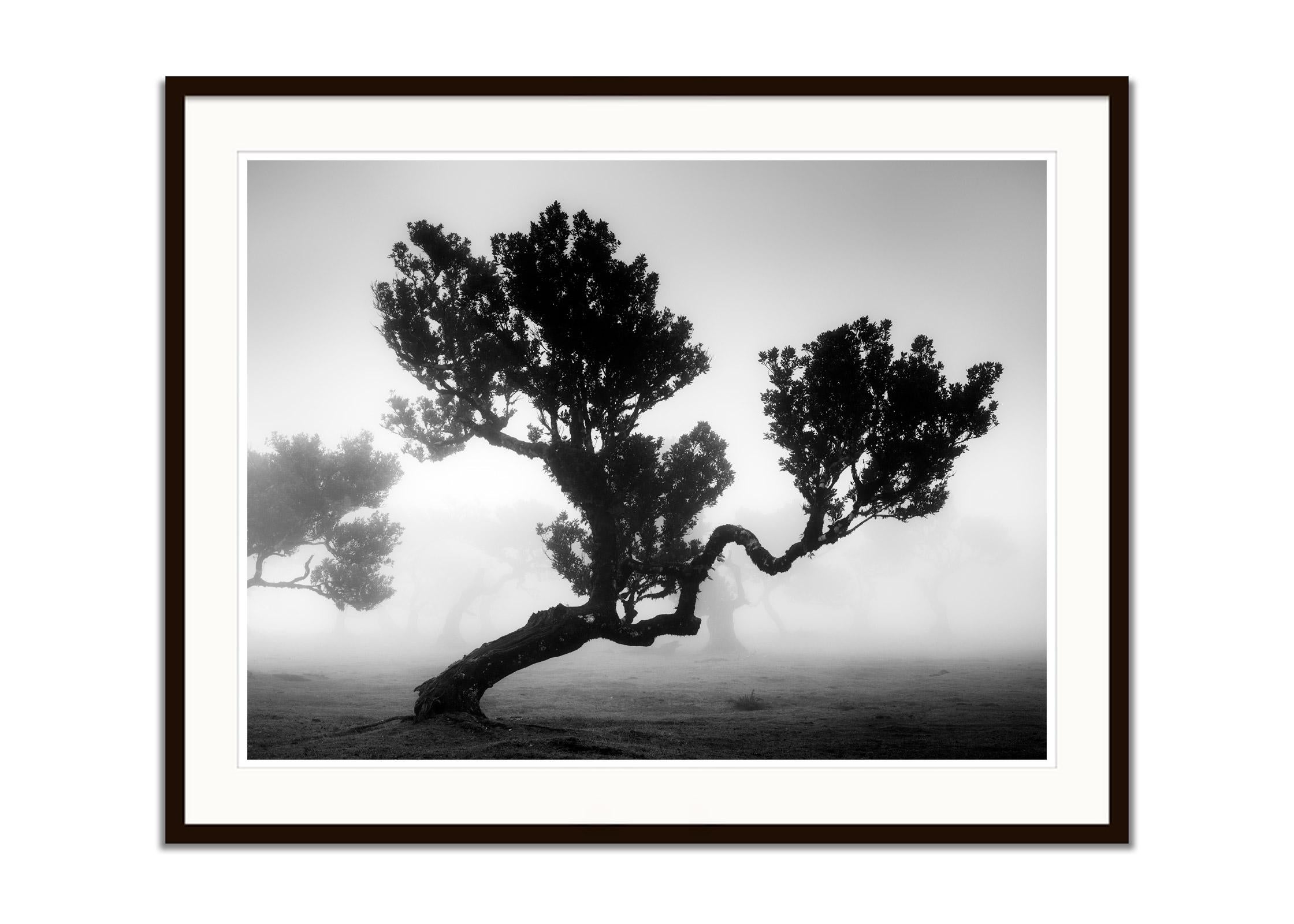 Ancient Laurisilva Forest, mystical Tree, black and white photography, landscape - Gray Abstract Photograph by Gerald Berghammer