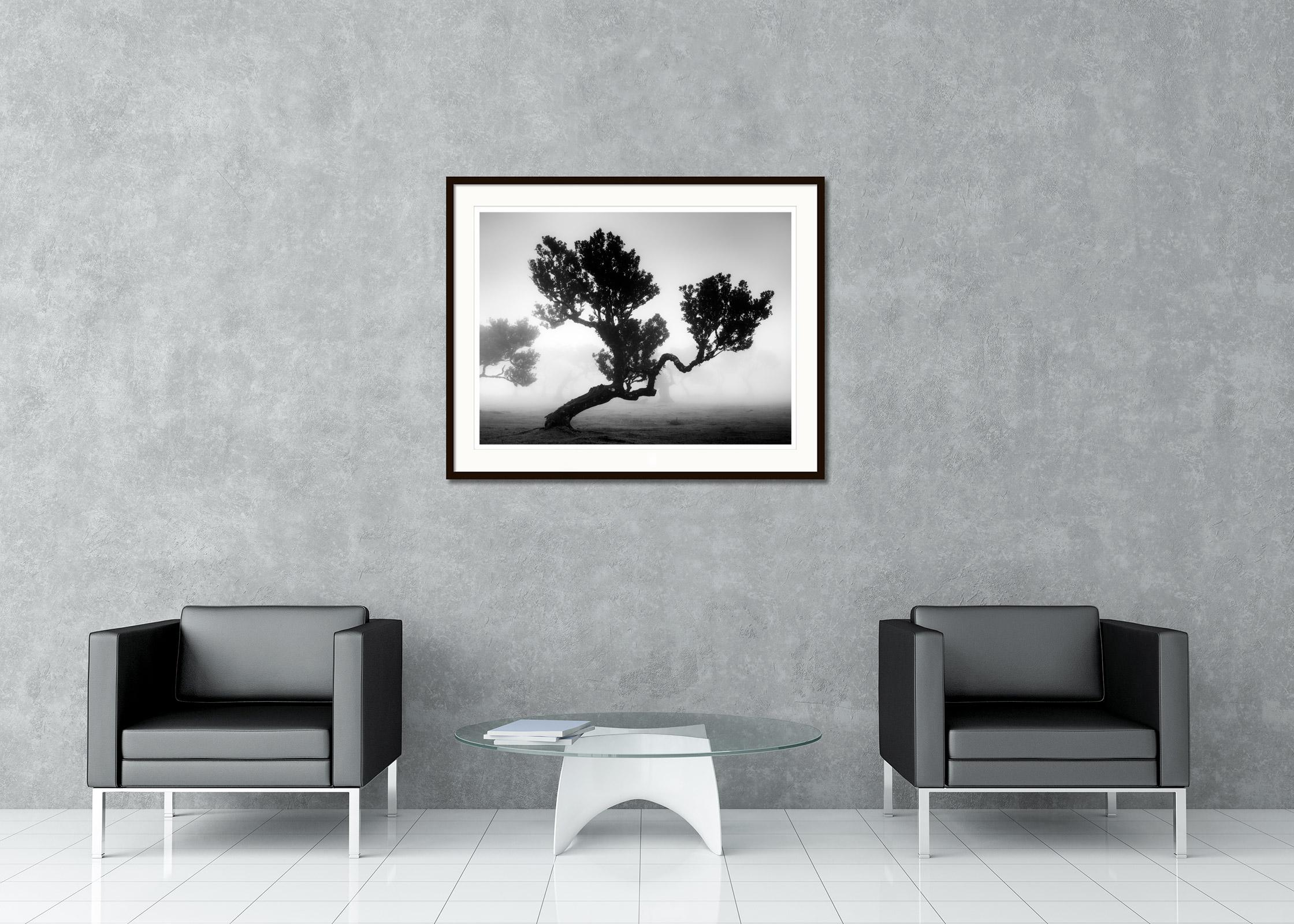 Black and white fine art landscape photography print. Crooked tree in fairy forest in foggy mood, Fanal, Portugal. Archival pigment ink print, edition of 5. Signed, titled, dated and numbered by artist. Certificate of authenticity included. Printed