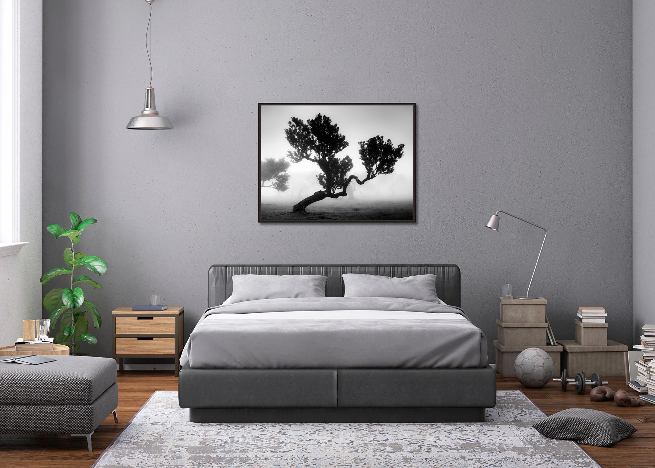 Ancient Laurisilva Forest, mystical Tree, black and white photography, landscape For Sale 1