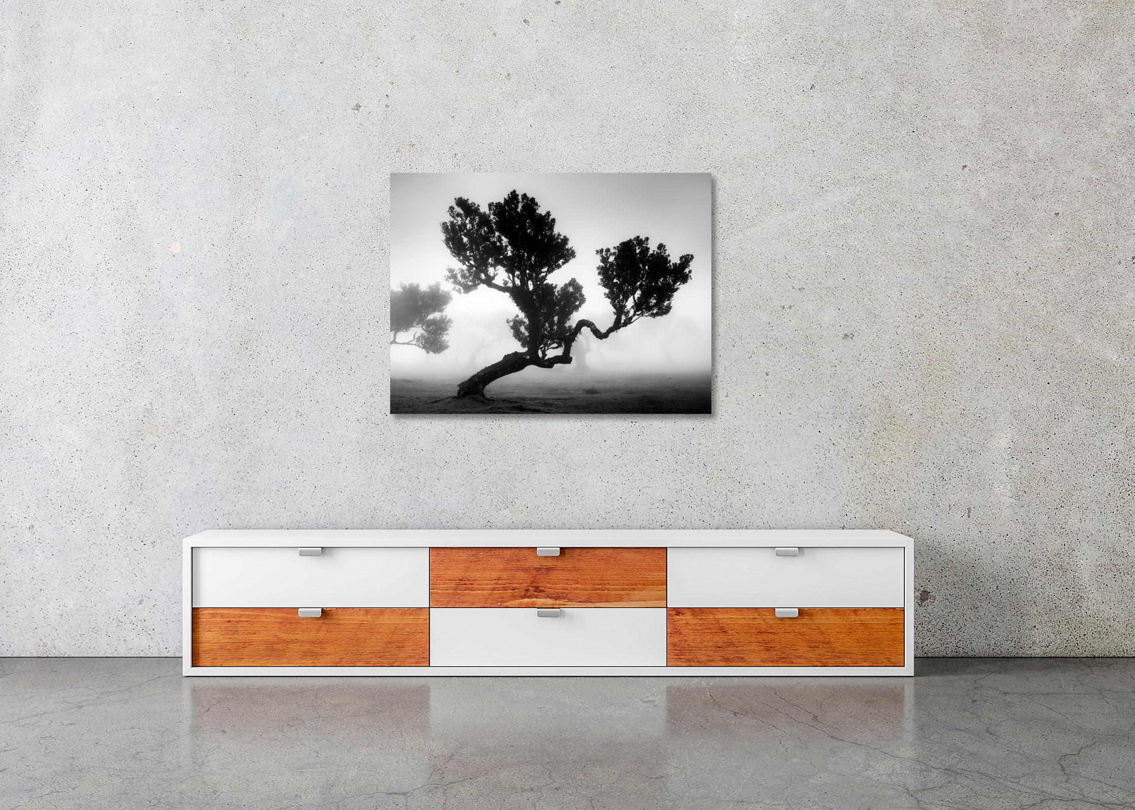 Ancient Laurisilva Forest, mystical Tree, black and white photography, landscape For Sale 2