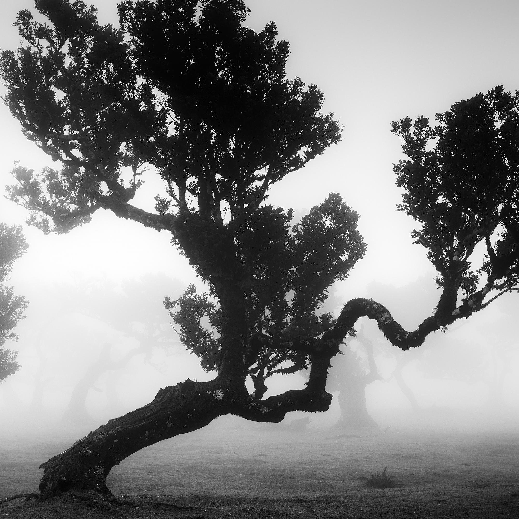 Ancient Laurisilva Forest, mystical Tree, black and white photography, landscape For Sale 3