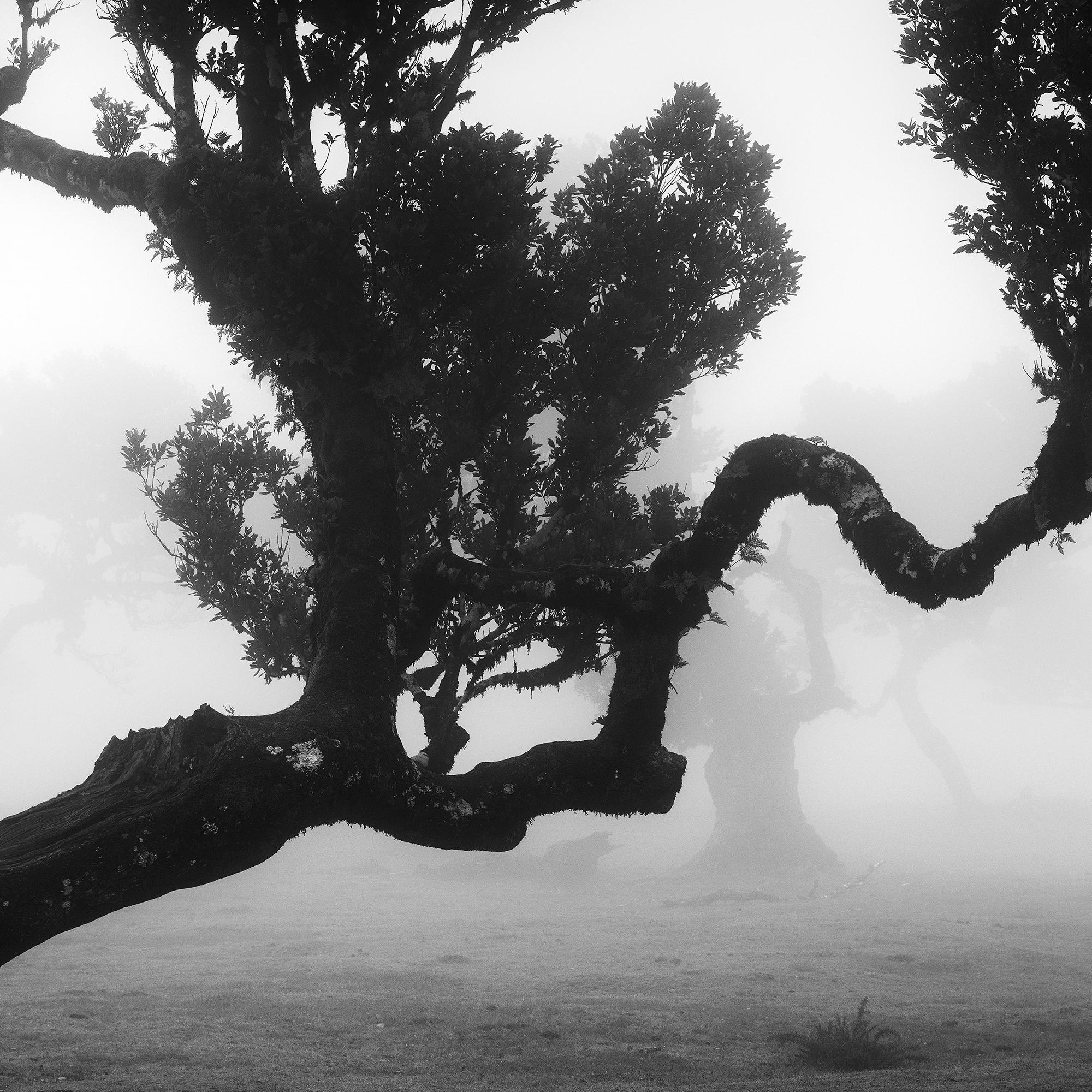 Ancient Laurisilva Forest, mystical Tree, black and white photography, landscape For Sale 4