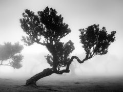 Ancient Laurisilva Forest, mystical Trees, Portugal, B&W photography, landscape