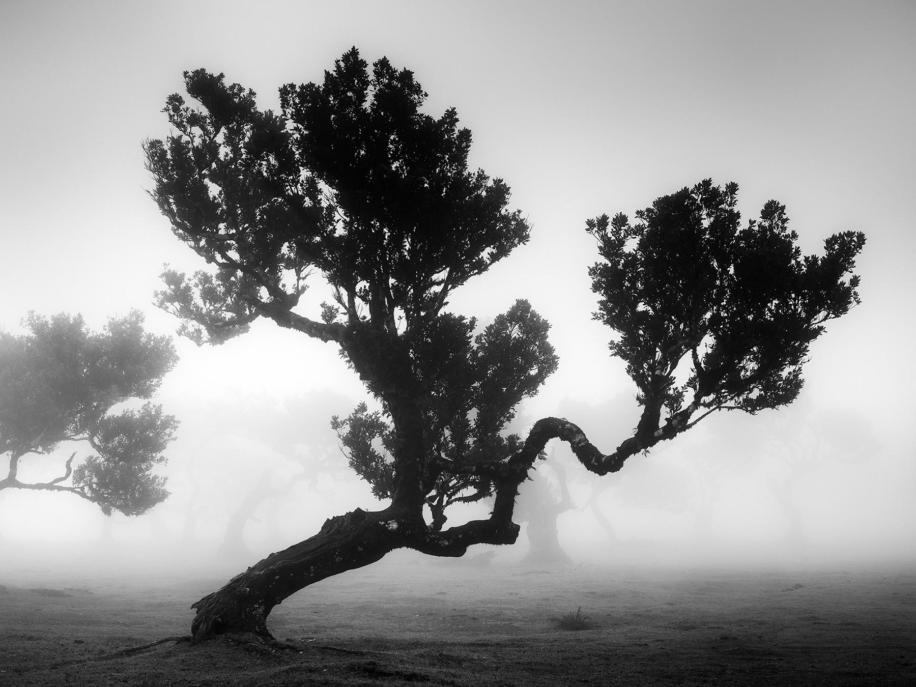 Gerald Berghammer Abstract Photograph - Ancient Laurisilva Forest, mystical Tree, black and white photography, landscape