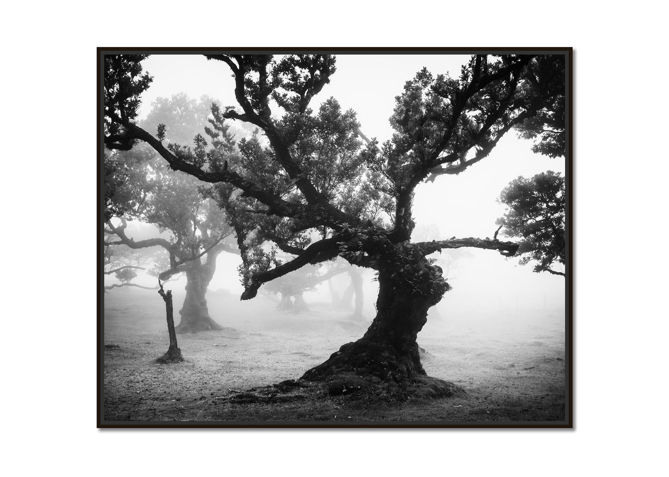 Ancient Laurisilva Forest, mystical, misty, black and white photo, landscape - Photograph by Gerald Berghammer