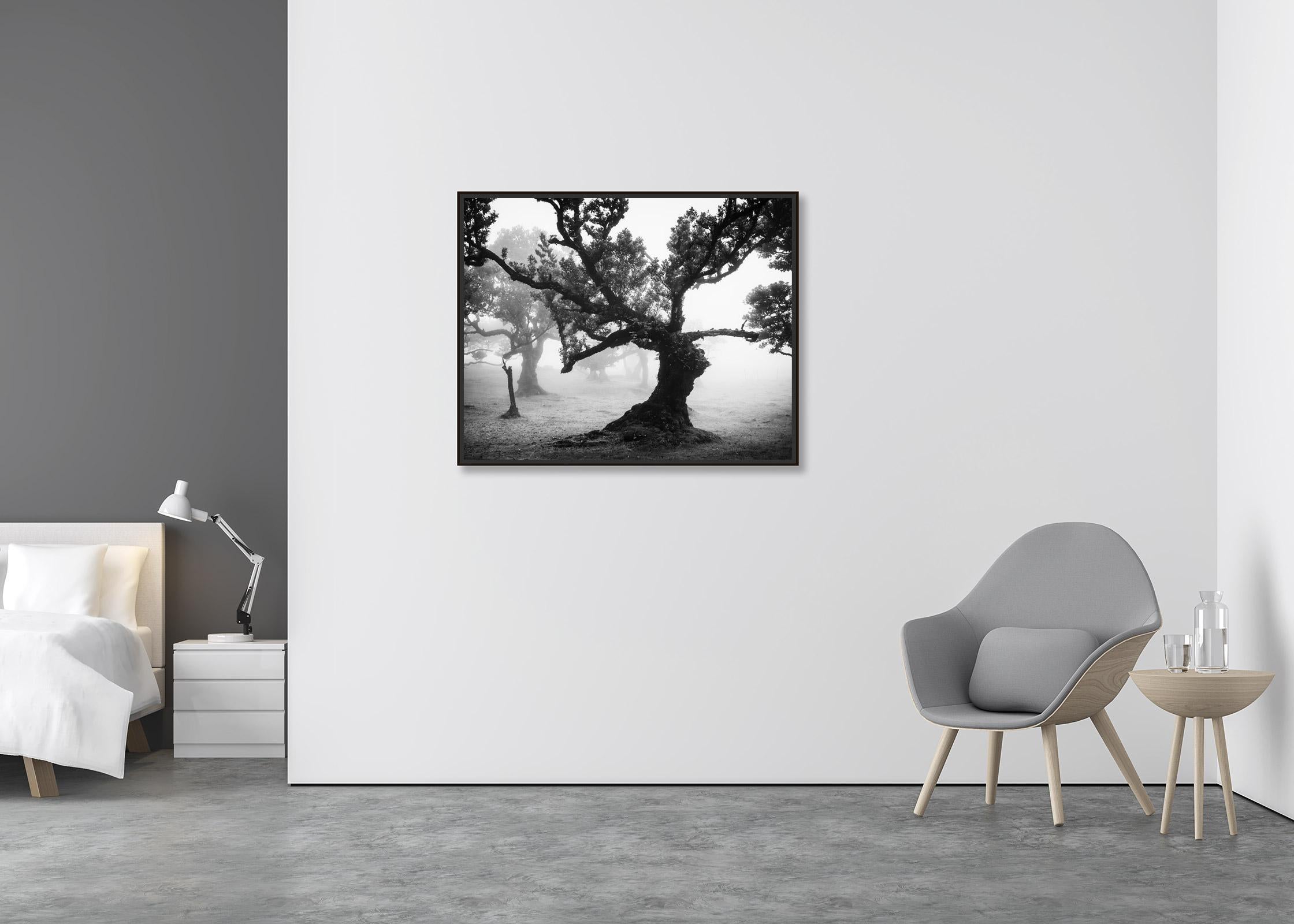 Ancient Laurisilva Forest, mystical, misty, black and white photo, landscape - Contemporary Photograph by Gerald Berghammer