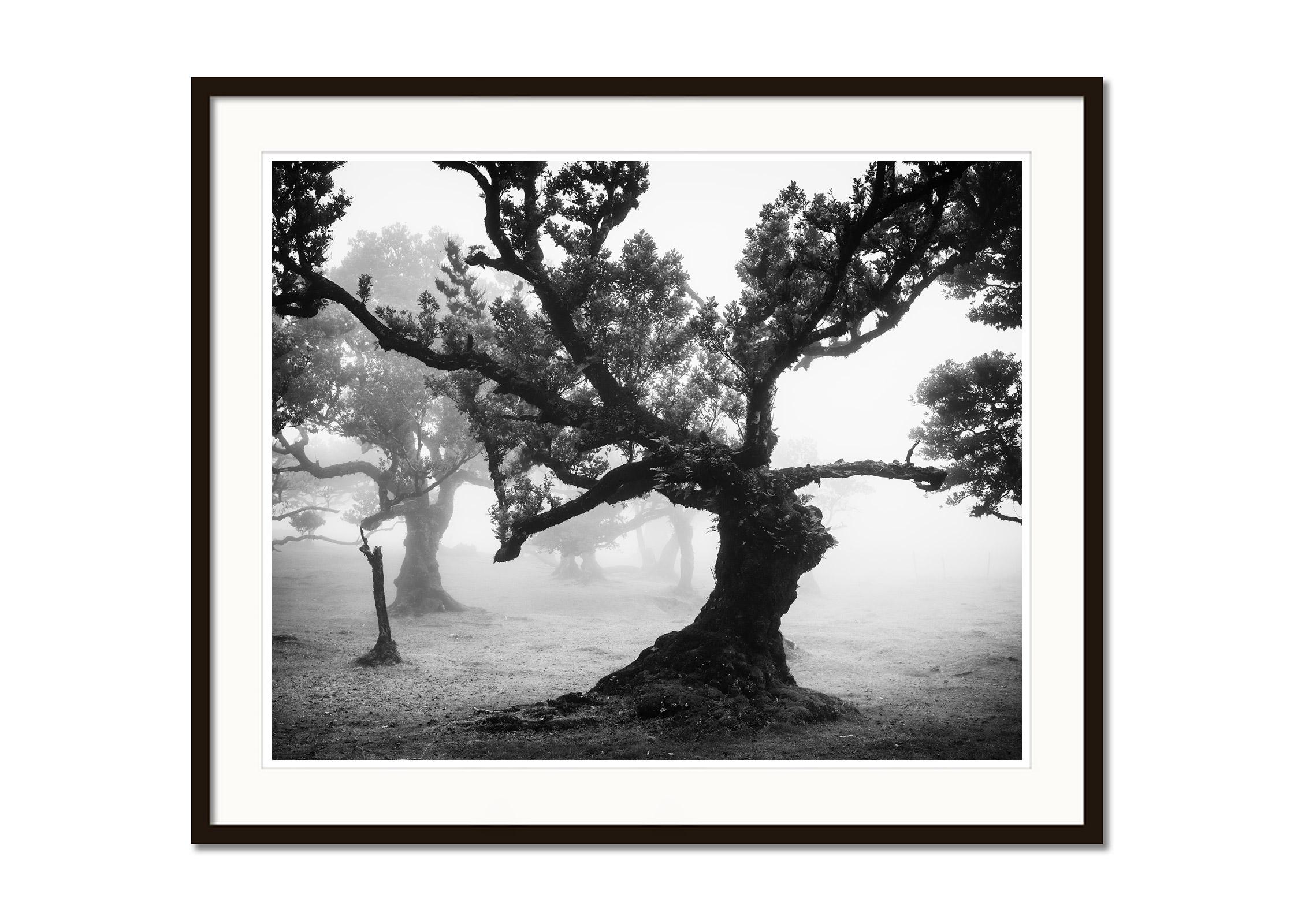 Black and white fine art landscape photography. Mystical forest with bent trees, Fanal, Madeira, Portugal. Archival pigment ink print as part of a limited edition of 8. All Gerald Berghammer prints are made to order in limited editions on