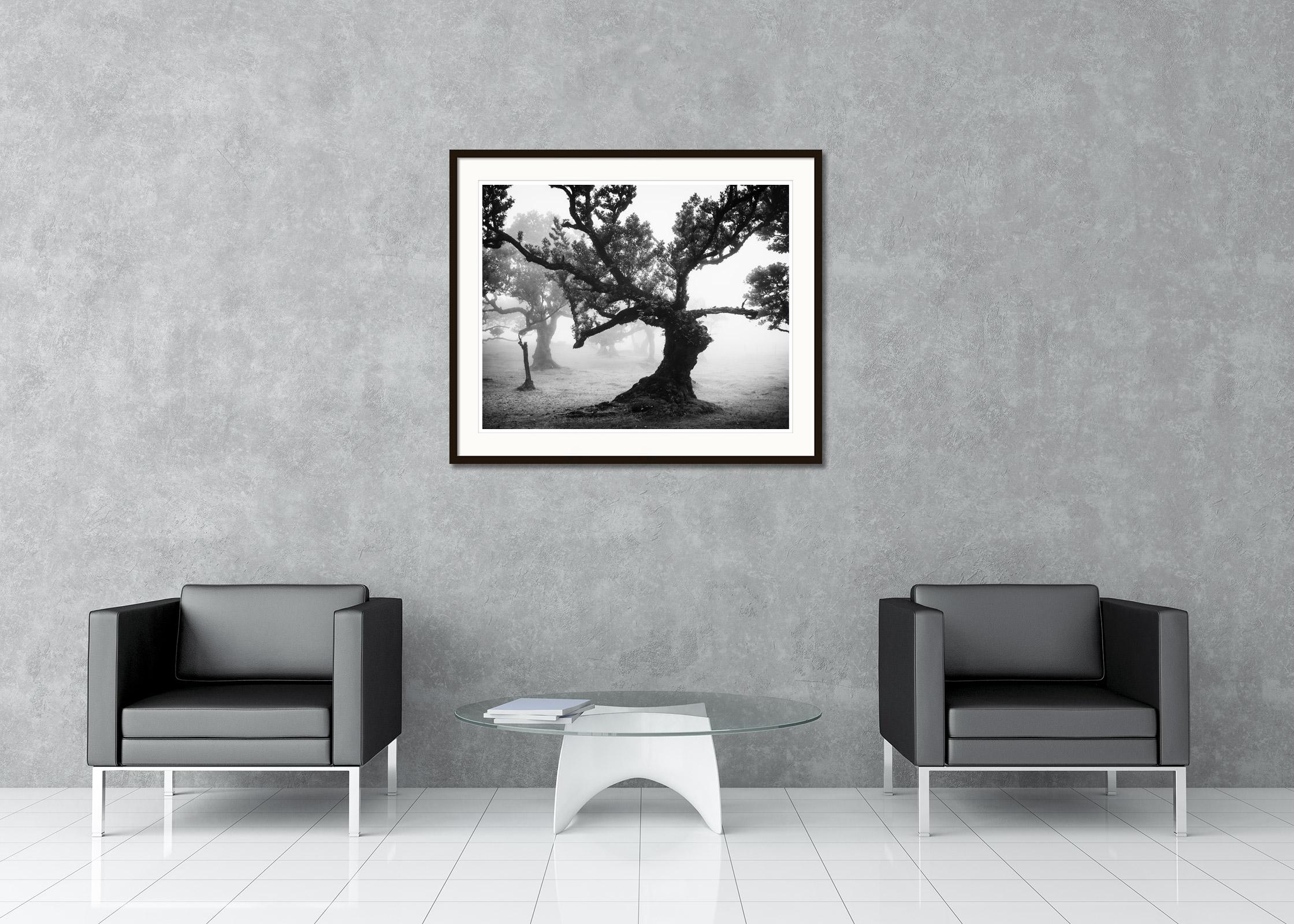 Ancient Laurisilva Forest, mystical, misty, black and white photo, landscape For Sale 1