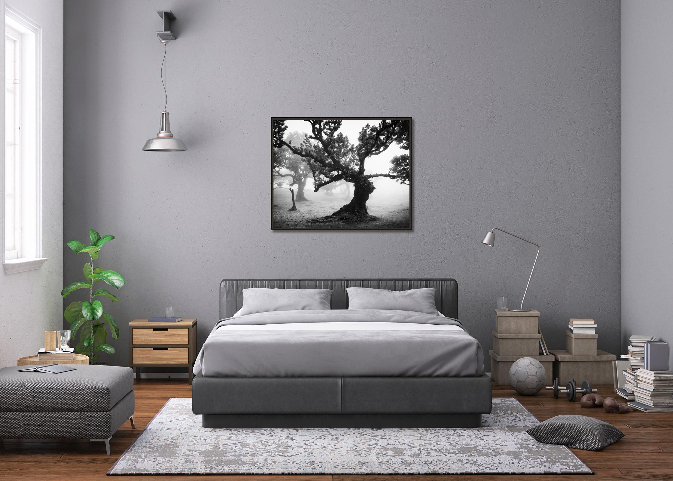 Ancient Laurisilva Forest mystical Wood black white art landscape photography For Sale 2