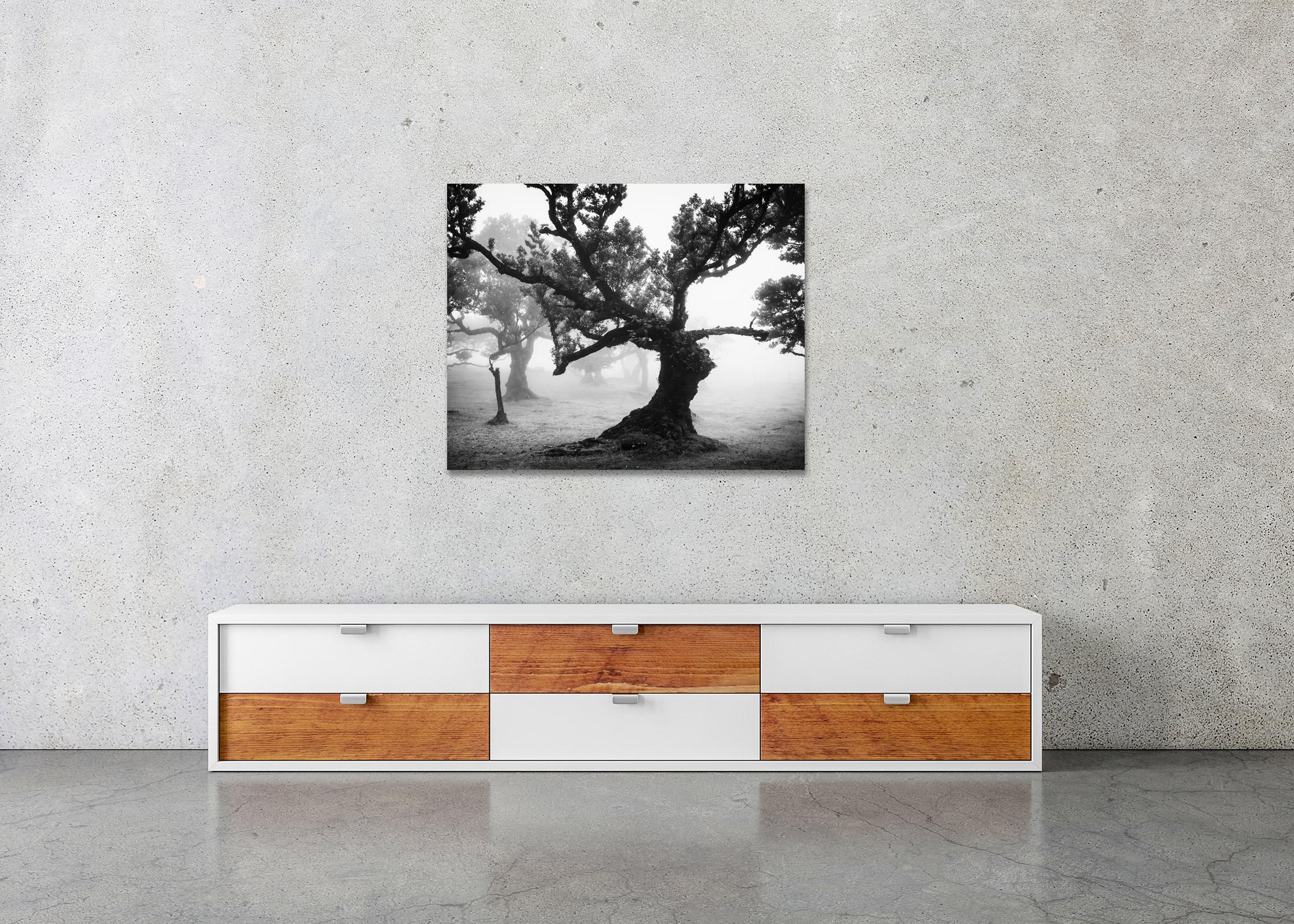 Ancient Laurisilva Forest mystical Wood black white art landscape photography For Sale 3