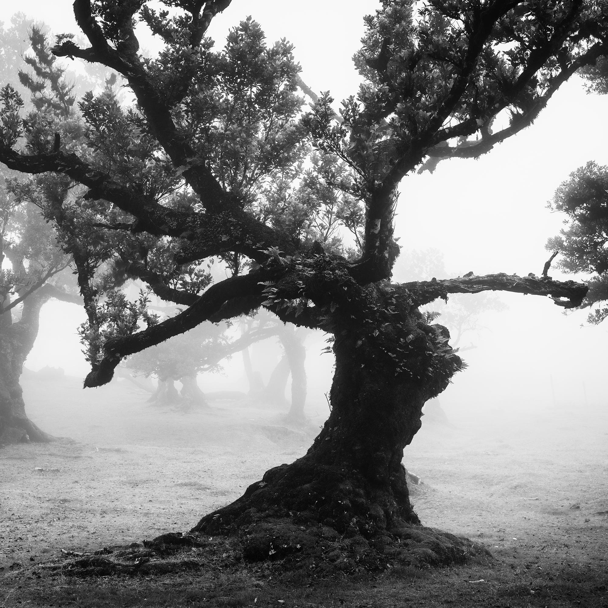 Ancient Laurisilva Forest, mystical, misty, black and white photo, landscape For Sale 4