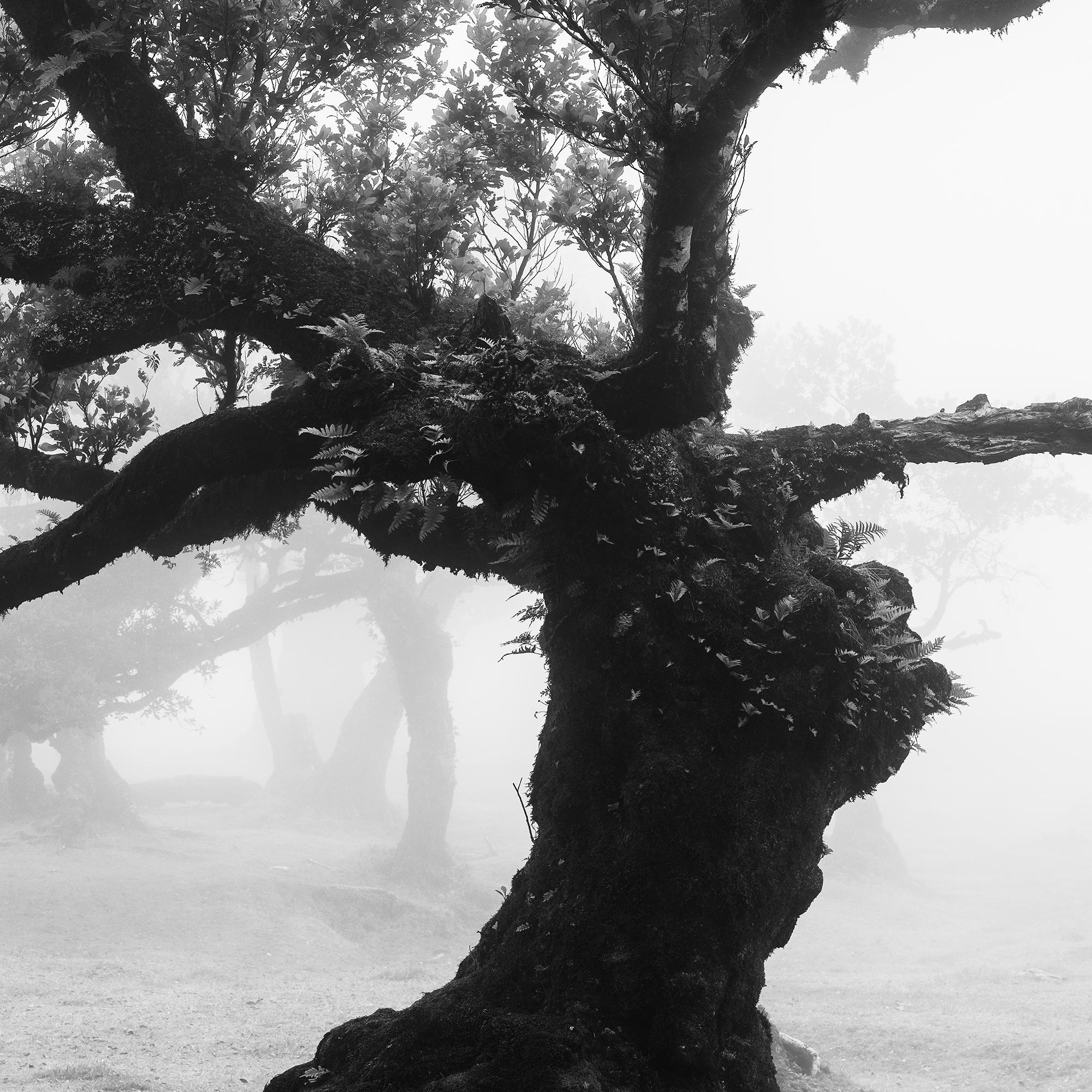Ancient Laurisilva Forest, mystical, misty, black and white photo, landscape For Sale 5