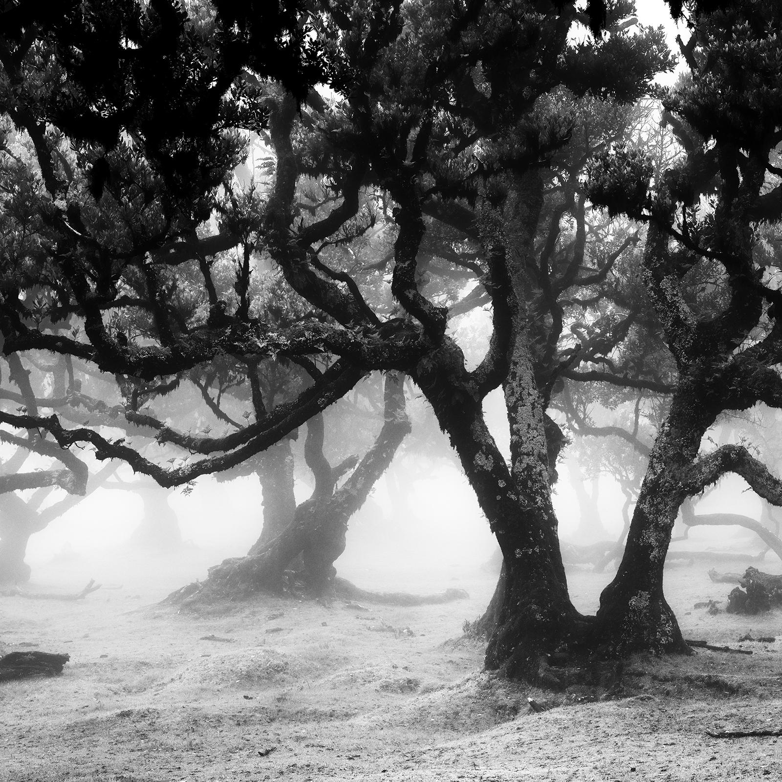 Ancient Laurisilva Forest, mystical Wood, Portugal, B&W fine art landscape photo For Sale 1