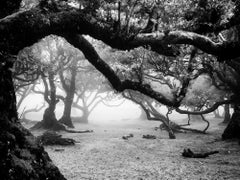Ancient Laurisilva Forest, old tree, foggy, Madeira, Black and White photography