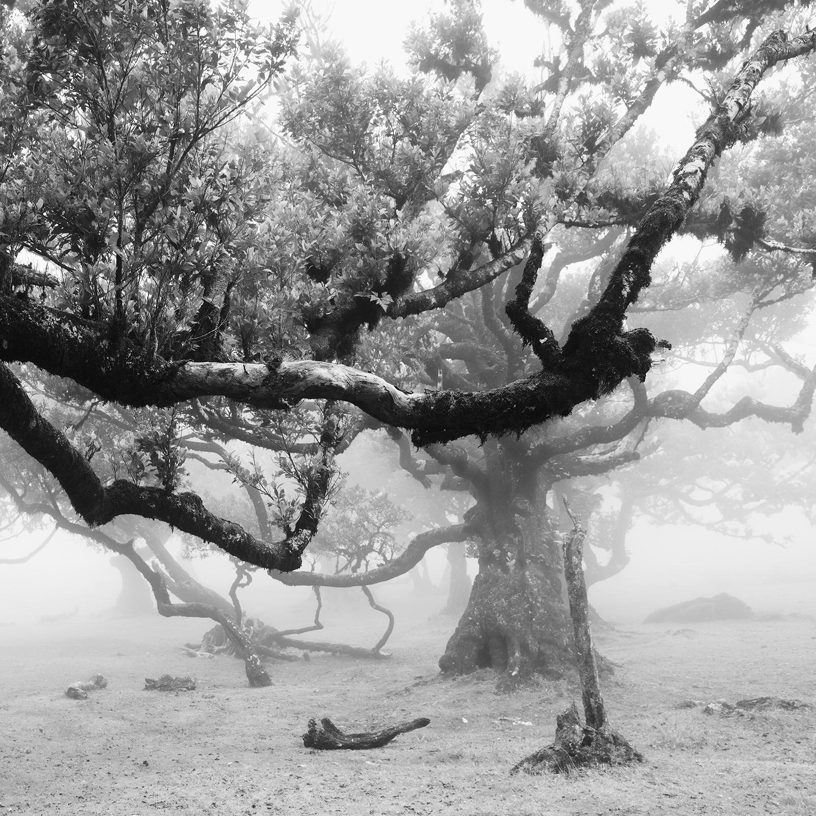Ancient Laurisilva Forest, old Tree, foggy, Madeira, bnw landscape photography For Sale 2