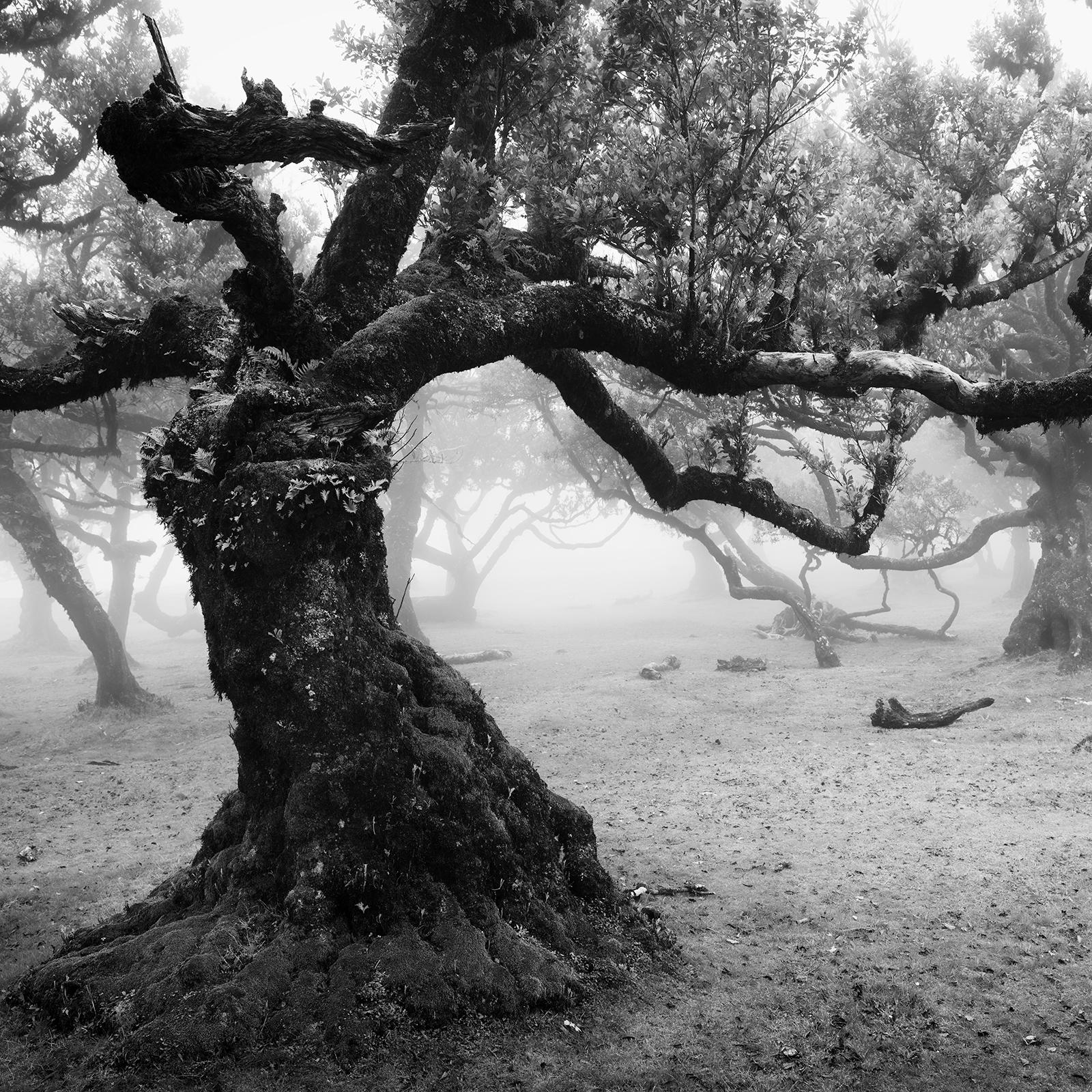 Black and white fine art landscape photography. Old tree in the fog on the mystical island of Madeira, Portugal. Archival pigment ink print, edition of 7. Signed, titled, dated and numbered by artist. Certificate of authenticity included. Printed
