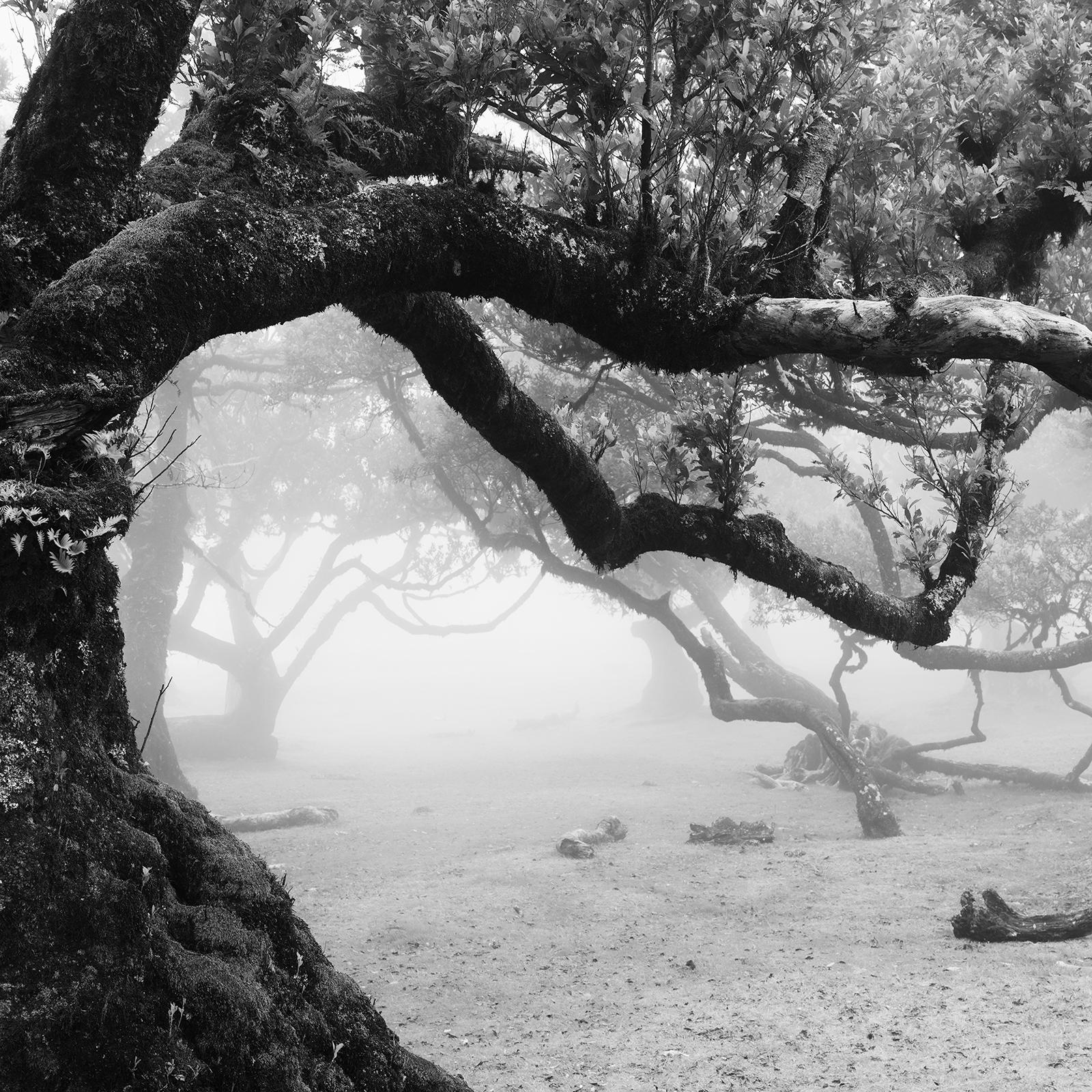 Ancient Laurisilva Forest, old Tree, foggy, Madeira, bnw landscape photography For Sale 1