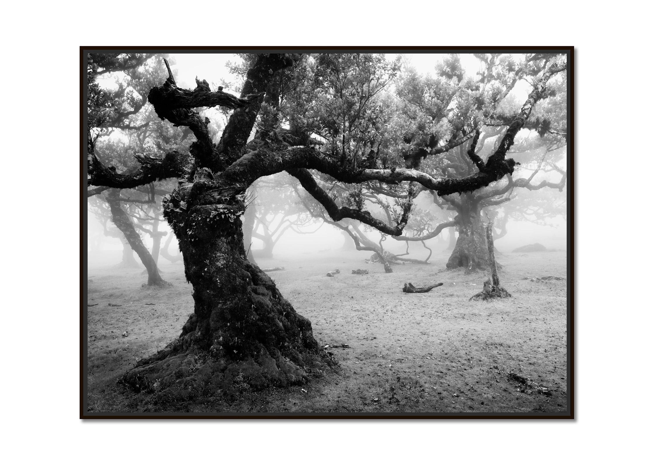 Ancient Laurisilva Forest, old Tree, foggy, Madeira, bnw landscape photography - Photograph by Gerald Berghammer