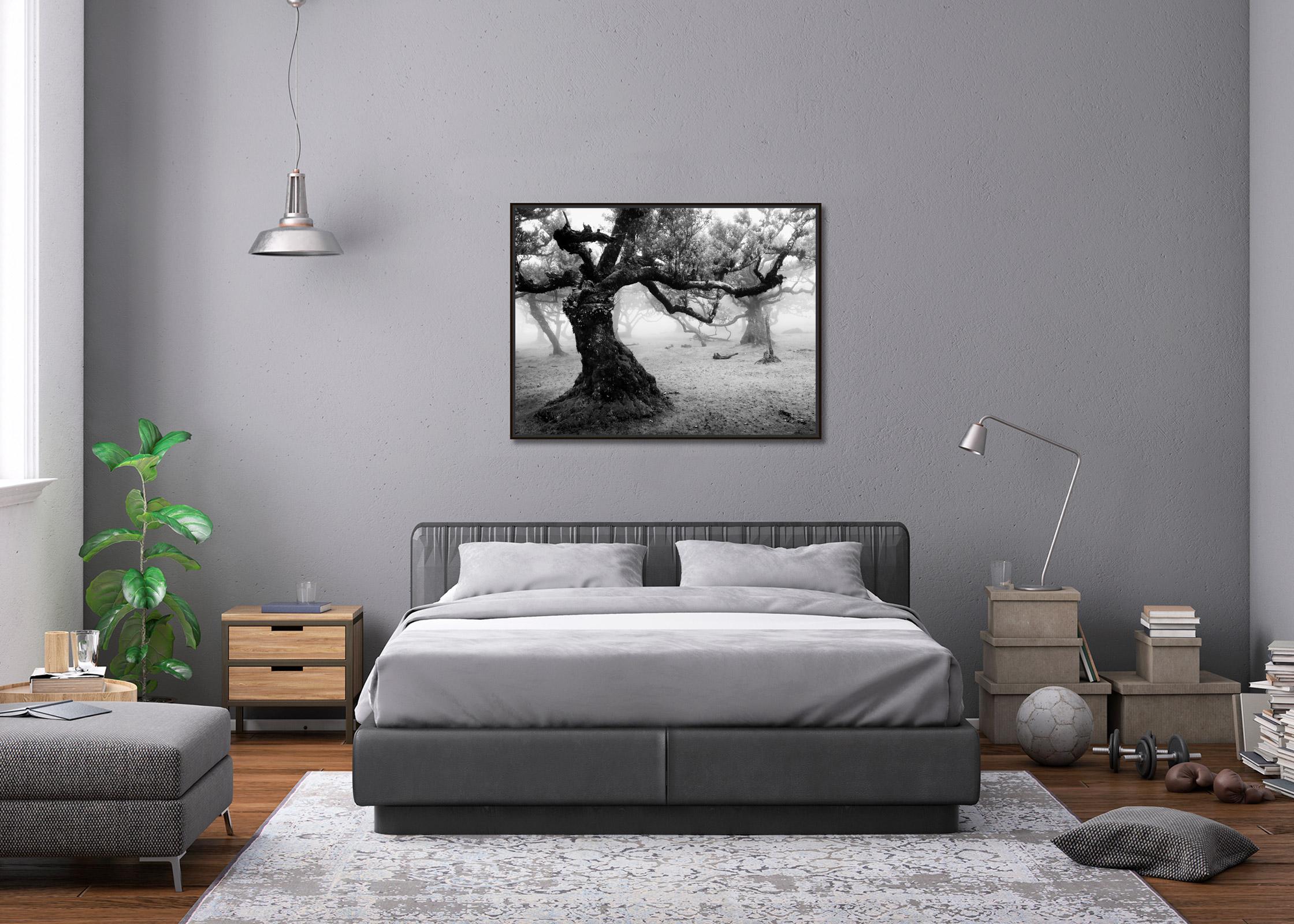 Fanal Enchanted Forest, Madeira, Fine Art Landscape Photograph, Limited Edition For Sale 2
