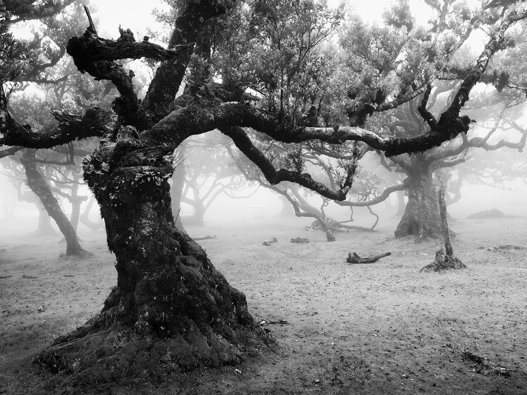 Gerald Berghammer Landscape Photograph - Ancient Laurisilva Forest, old Tree, foggy, Madeira, bnw landscape photography