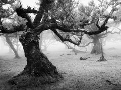 Antiker Laurisilva-Wälder, alter Baum, Nebel, Madeira, bnw Landschaftsfotografie