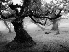 Ancient Laurisilva Forest, old tree, foggy, Madeira, B&W photography, landscape