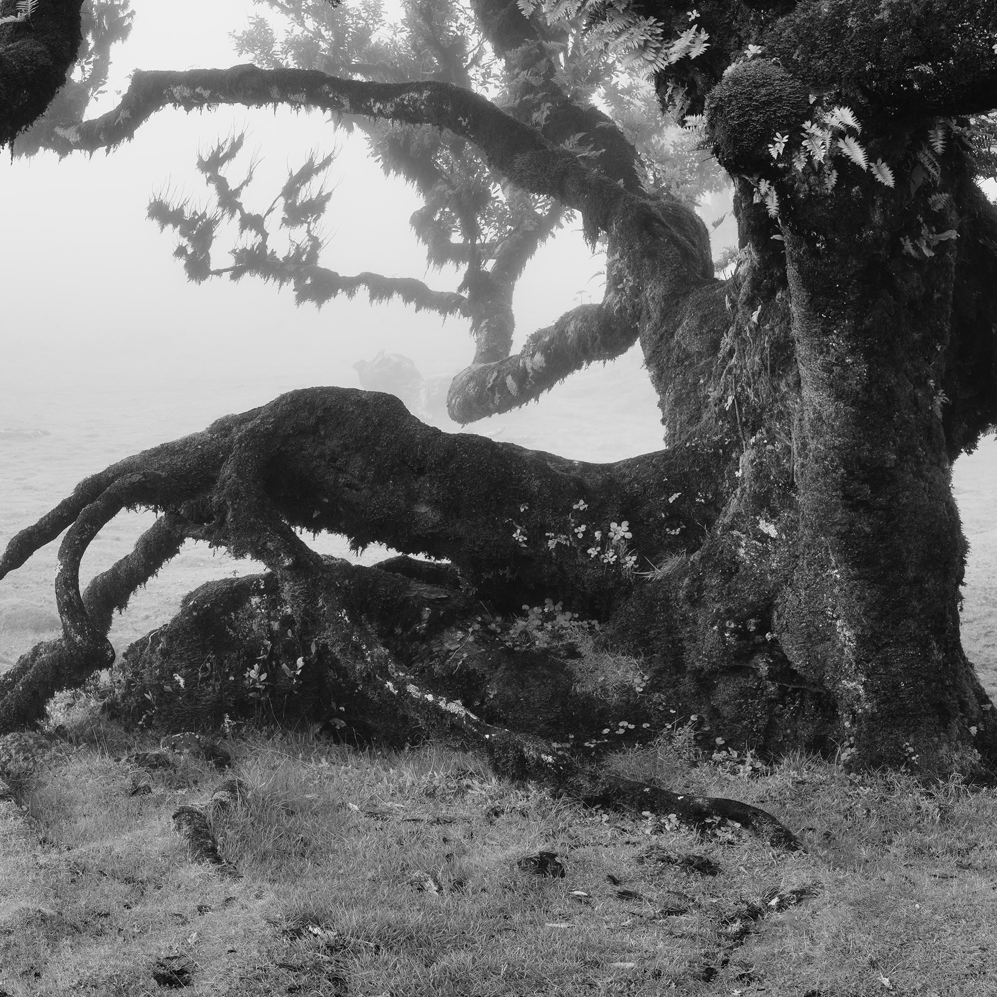 Ancient Laurisilva Forest, old Tree, Madeira, black white landscape photography For Sale 4