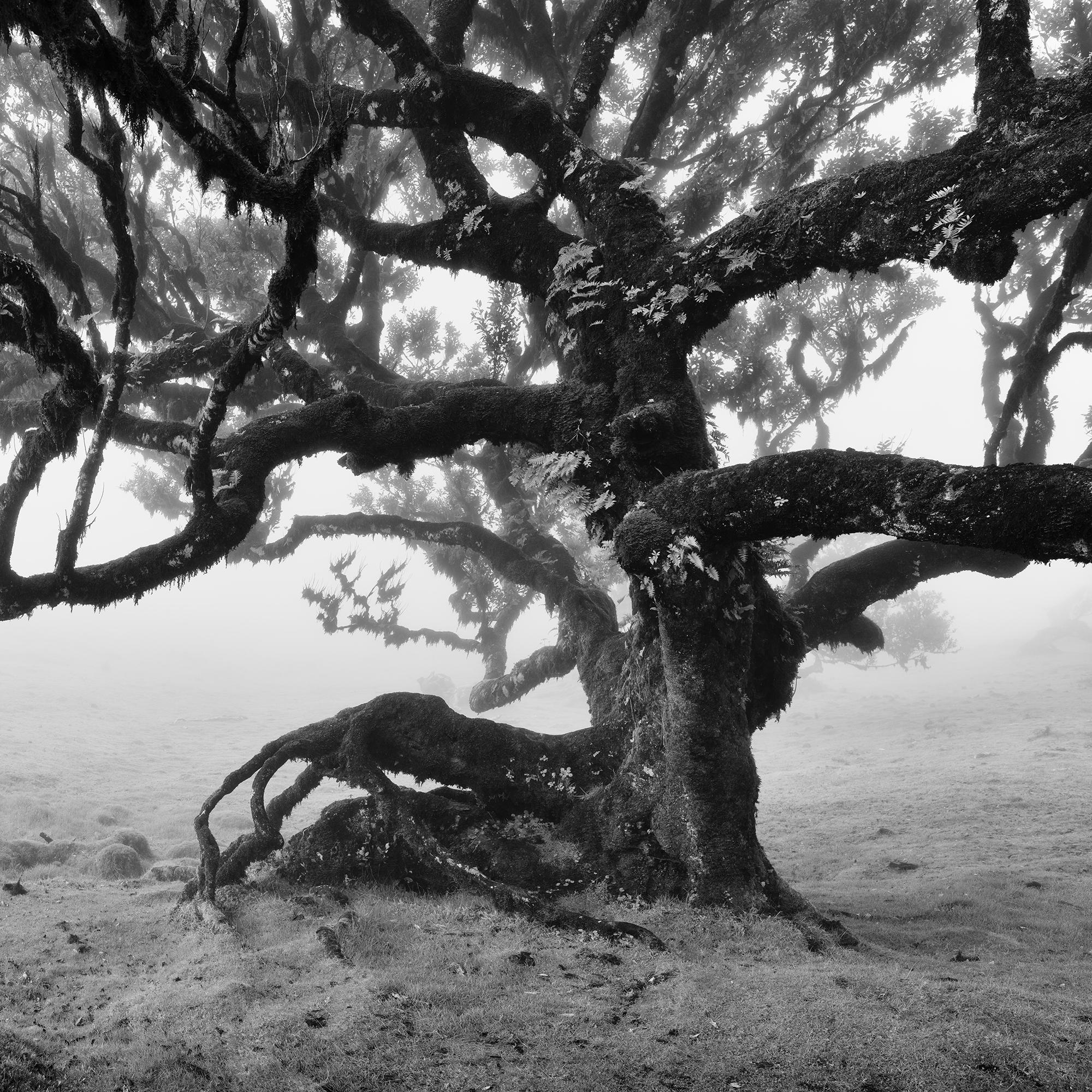 Ancient Laurisilva Forest, old Tree, Madeira, black white landscape photography For Sale 2