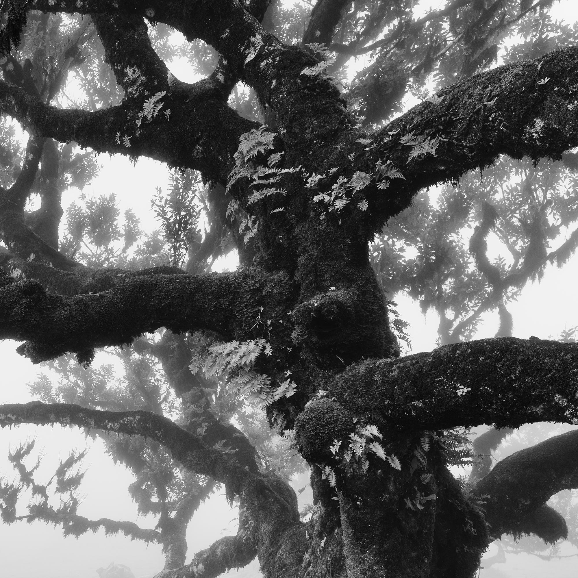 Ancient Laurisilva Forest, old Tree, Madeira, black white landscape photography For Sale 3