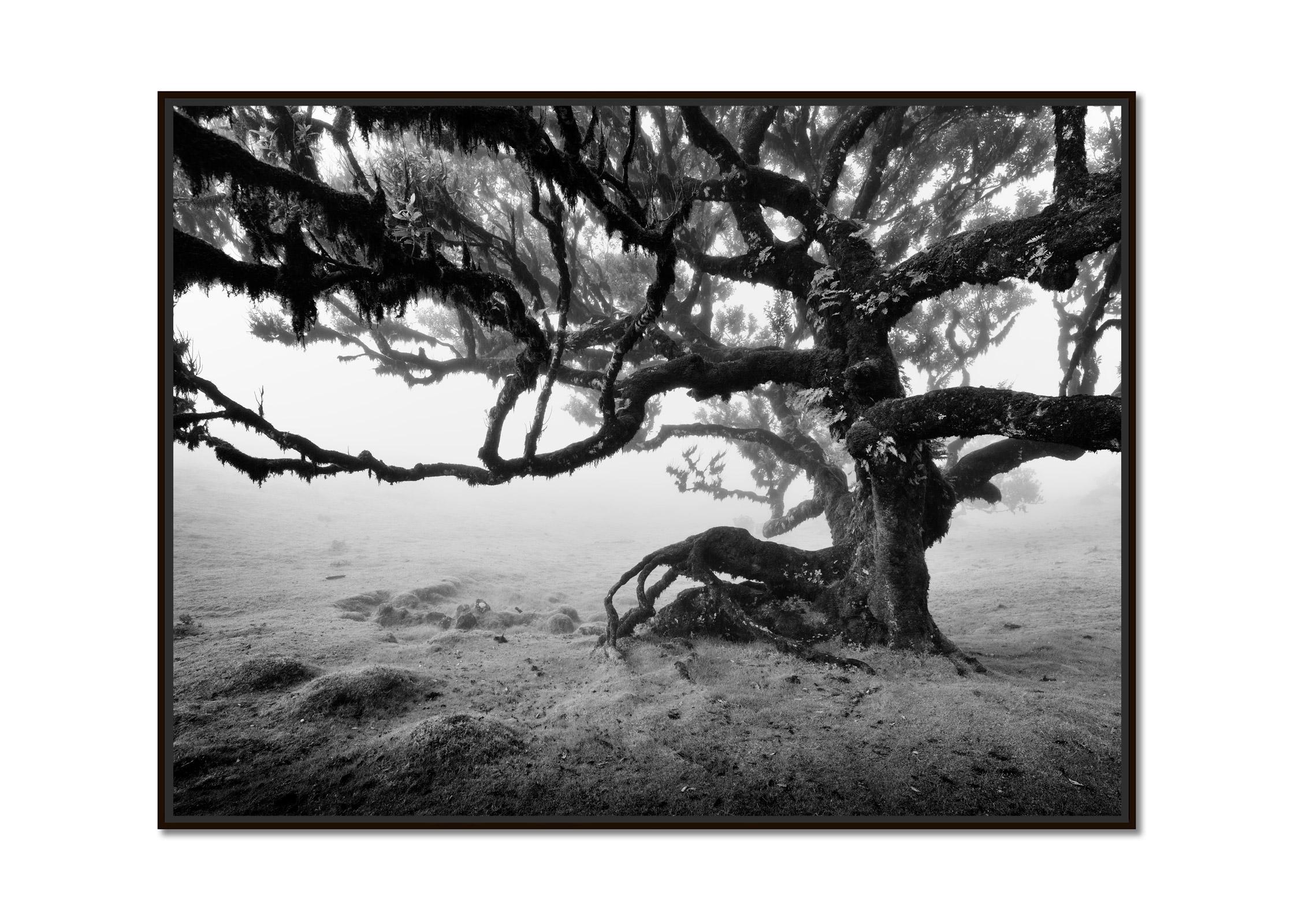 Ancient Laurisilva Forest, old Tree, Madeira, black white landscape photography - Photograph by Gerald Berghammer