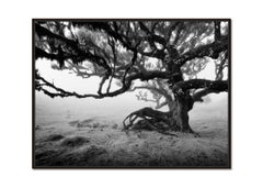 Ancient Laurisilva Forest Old Bent Tree limited edition photography landscape