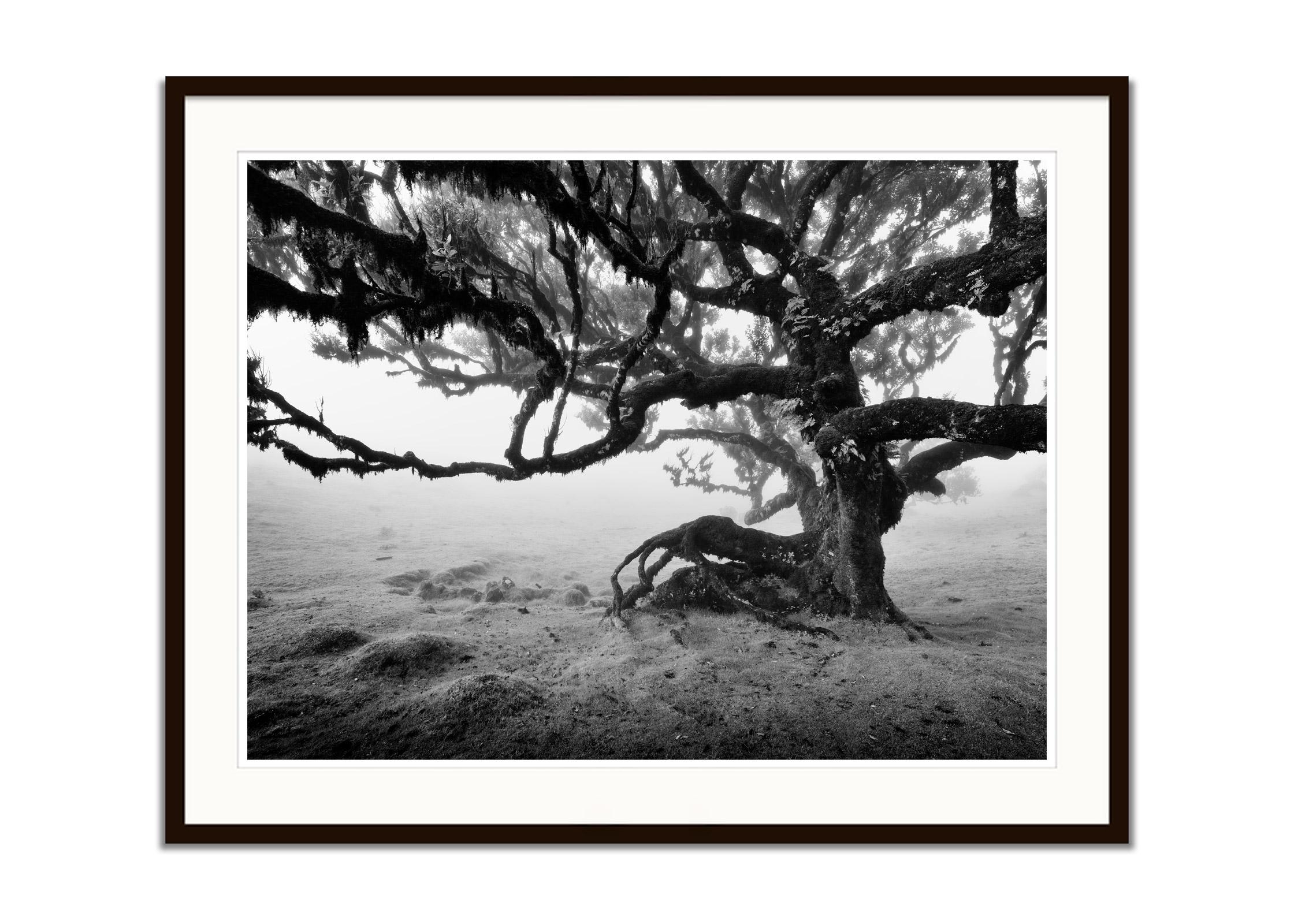 Ancient Laurisilva Forest, old Tree, Madeira, black white landscape photography - Contemporary Photograph by Gerald Berghammer