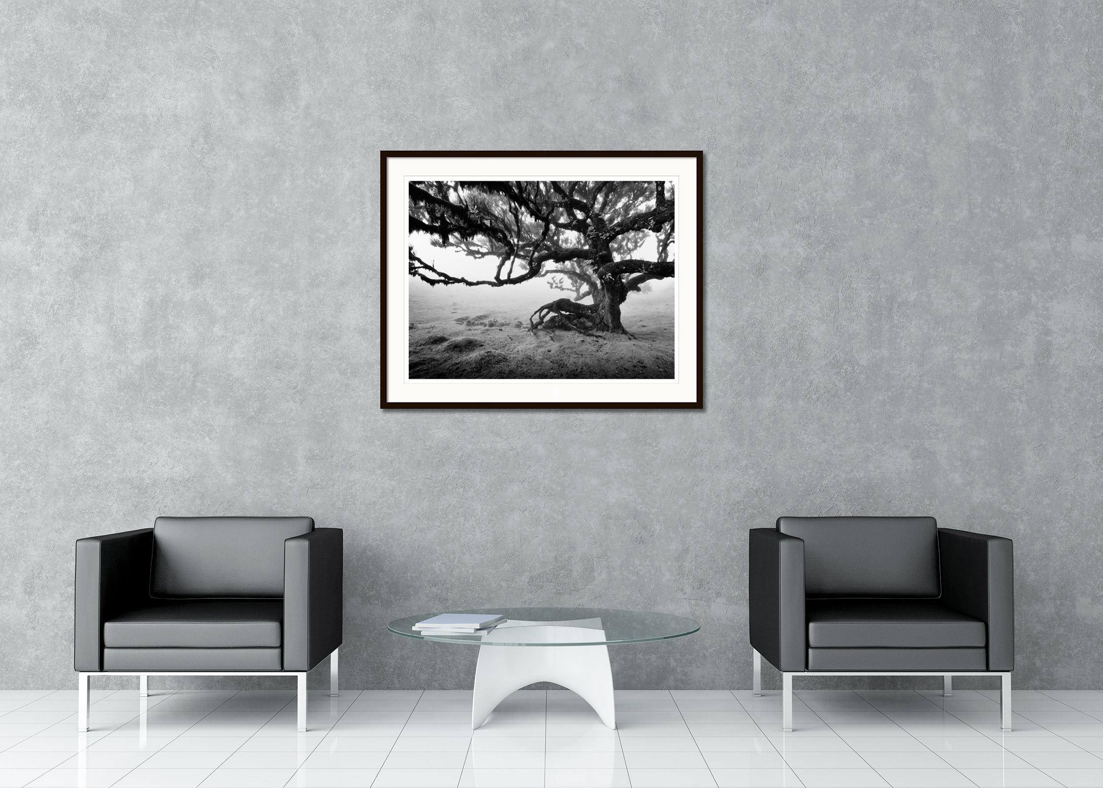 Ancient Laurisilva Forest, old Tree, Madeira, black white landscape photography - Black Landscape Photograph by Gerald Berghammer
