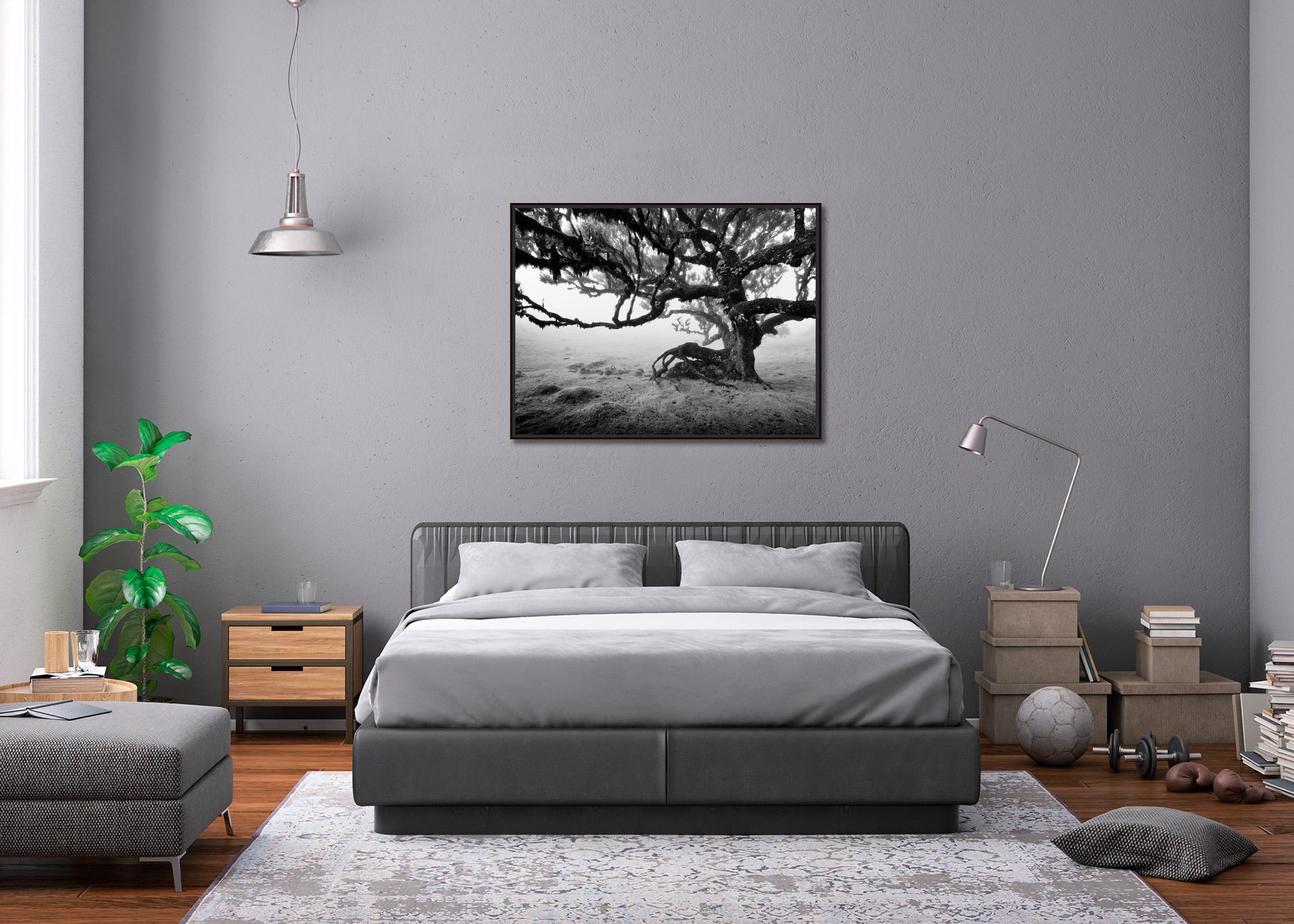 Black and white fine art landscape photography print. Laurel tree in the Fanal forest on Madeira Island, Portugal. Archival pigment ink print, edition of 5. Signed, titled, dated and numbered by artist. Certificate of authenticity included. Printed