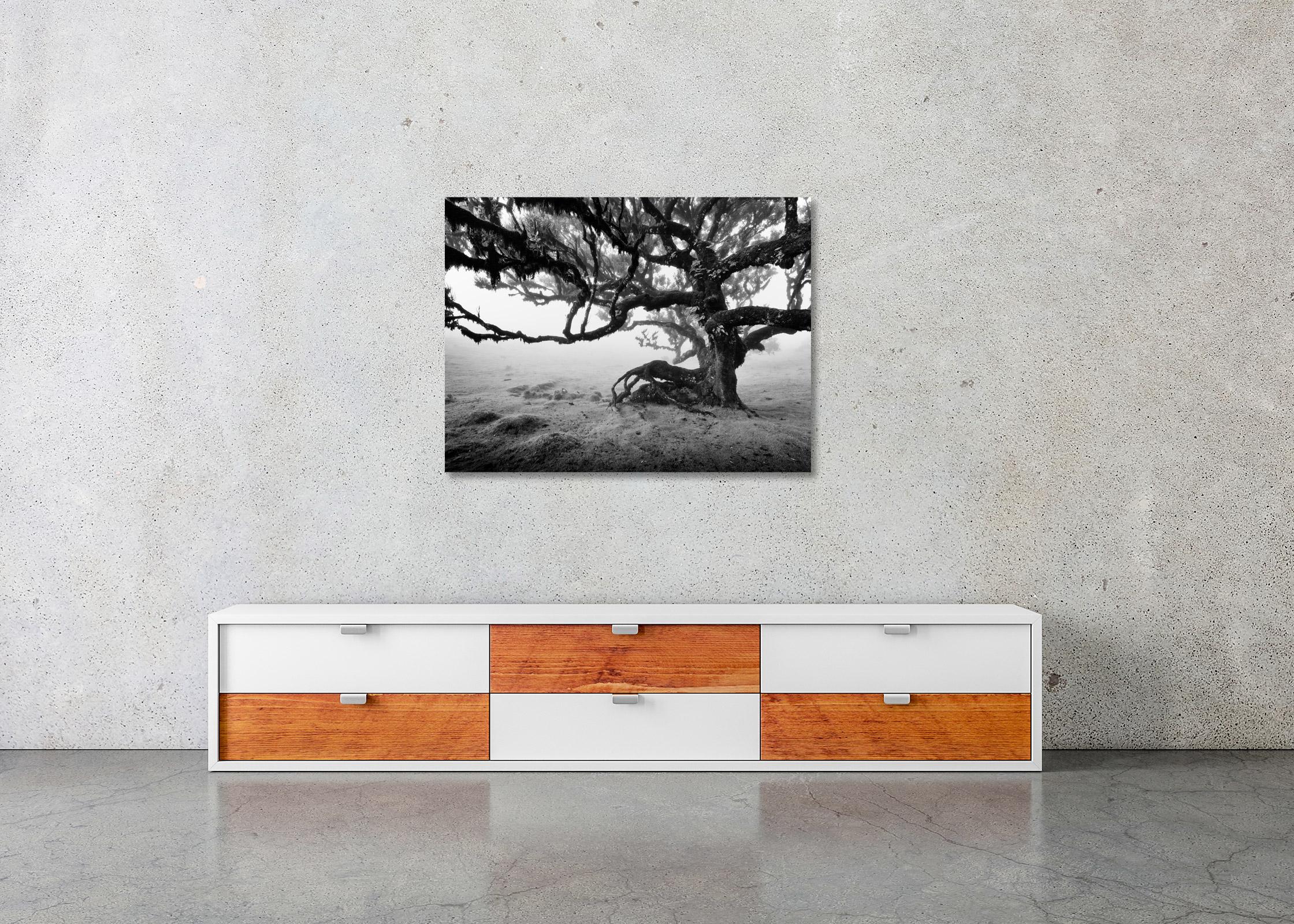 Ancient Laurisilva Forest, old Tree, Madeira, black white landscape photography For Sale 1