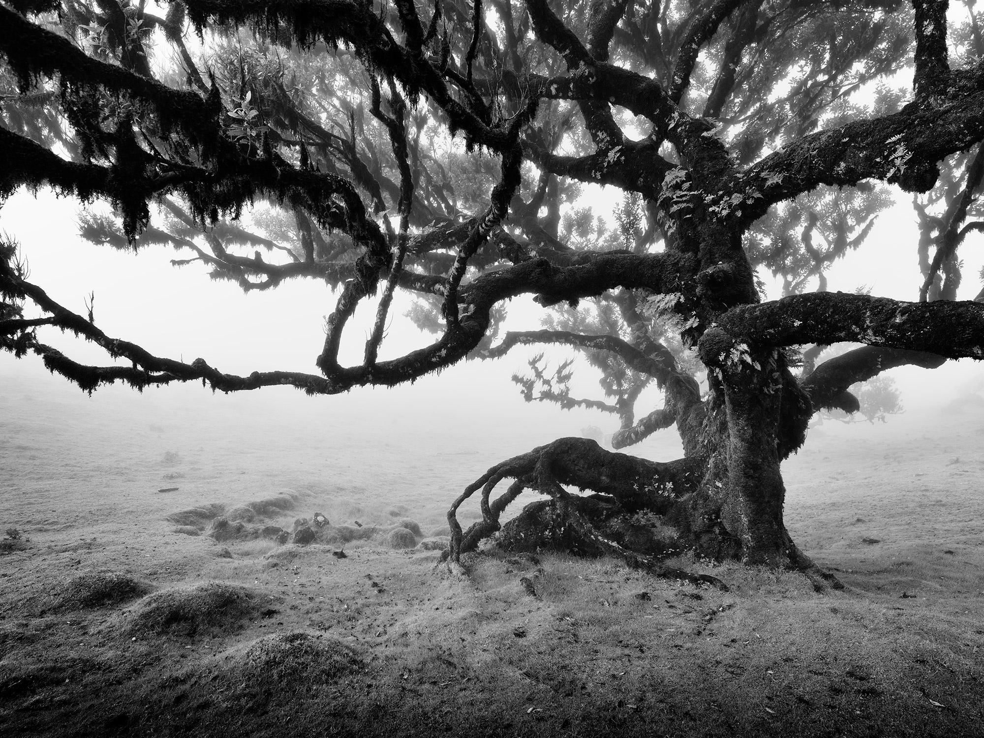 Gerald Berghammer Landscape Photograph - Ancient Laurisilva Forest, old Tree, Madeira, black white landscape photography