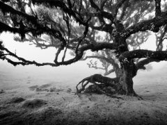 Ancient Laurisilva Forest, old Tree, Madeira, blackwhite photography, landscape