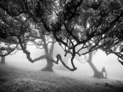 Ancient Laurisilva Forest, old tree, Madeira, Fine art photography, landscape