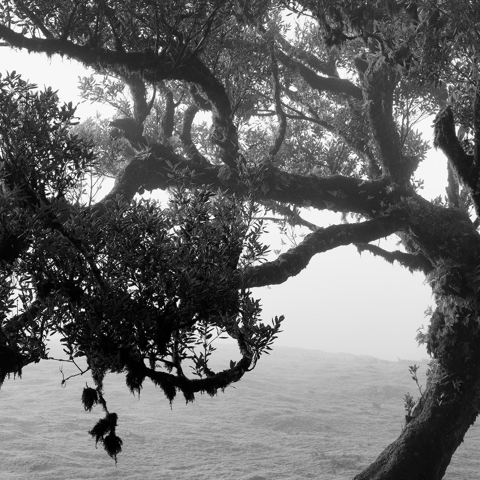 Ancienne forêt de Laurisilva, arbre ancien, Portugal, photographies de paysages d'art en vente 5