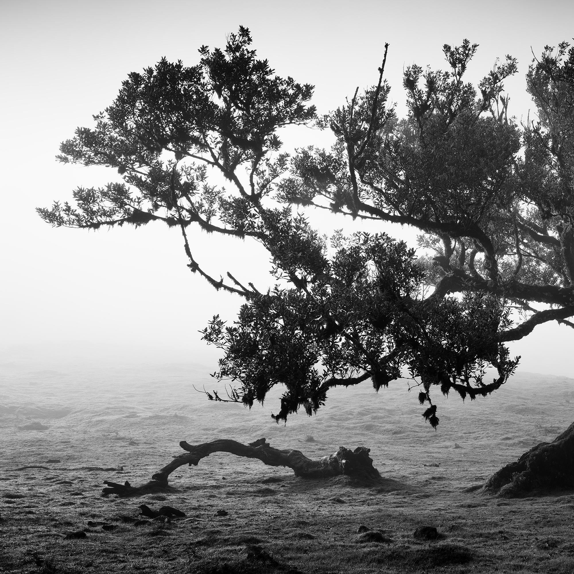 Antike Laurisilva-Wälder, alter Baum, Portugal, Landschaftsfotografie der bildenden Kunst im Angebot 5
