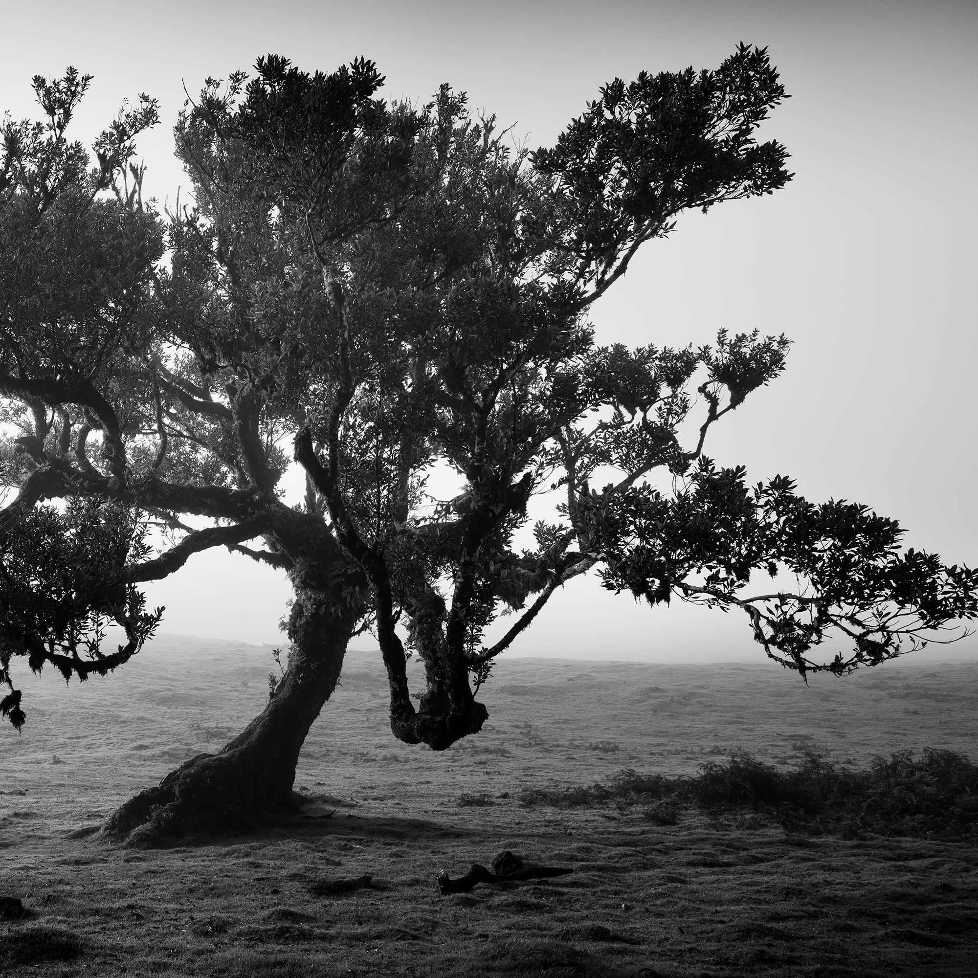 Antike Laurisilva-Wälder, alter Baum, Portugal, Landschaftsfotografie der bildenden Kunst im Angebot 6
