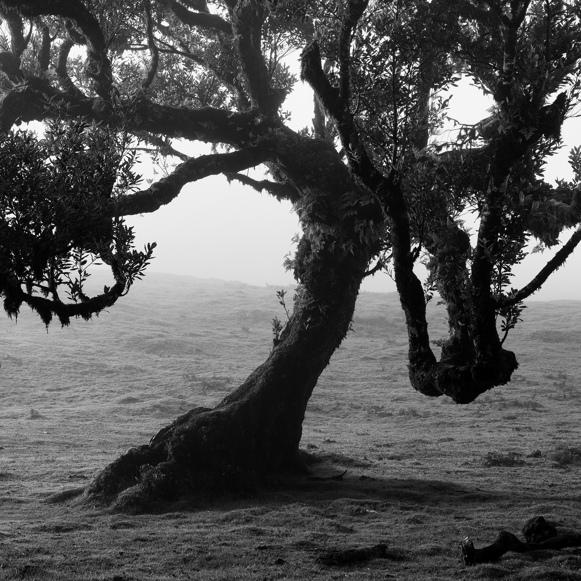 Antike Laurisilva-Wälder, alter Baum, Portugal, Landschaftsfotografie der bildenden Kunst im Angebot 7