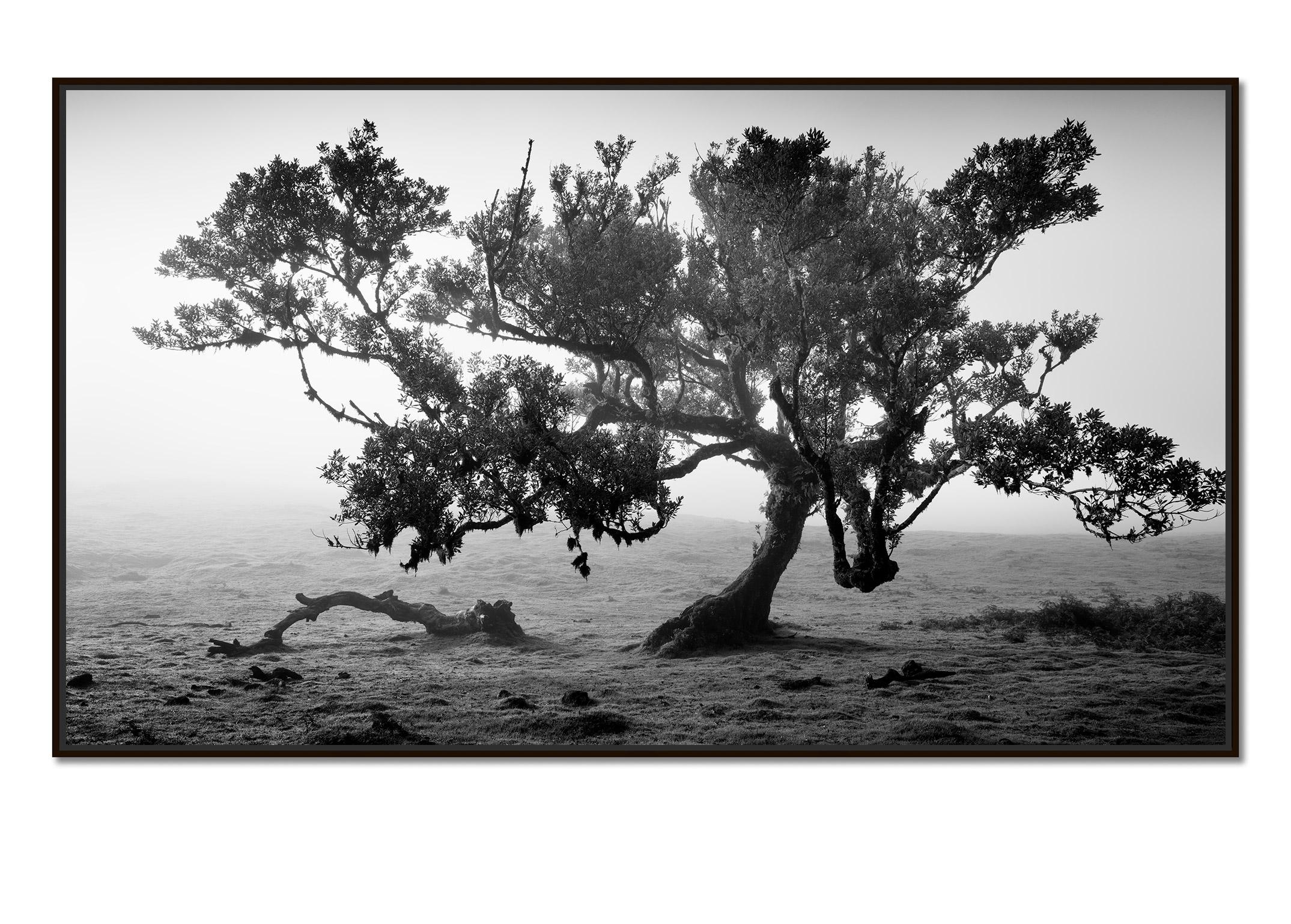 Ancient Laurisilva Forest, old tree, Portugal, fine art landscape photography - Photograph by Gerald Berghammer