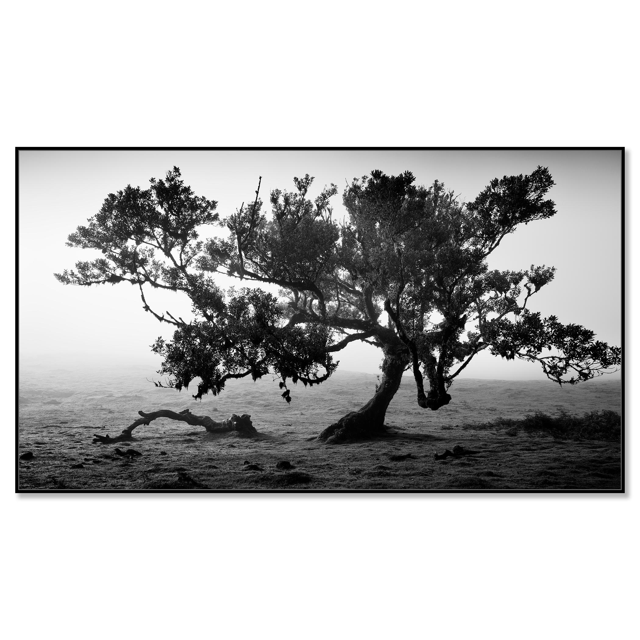 Antike Laurisilva-Wälder, alter Baum, Portugal, Landschaftsfotografie der bildenden Kunst – Photograph von Gerald Berghammer