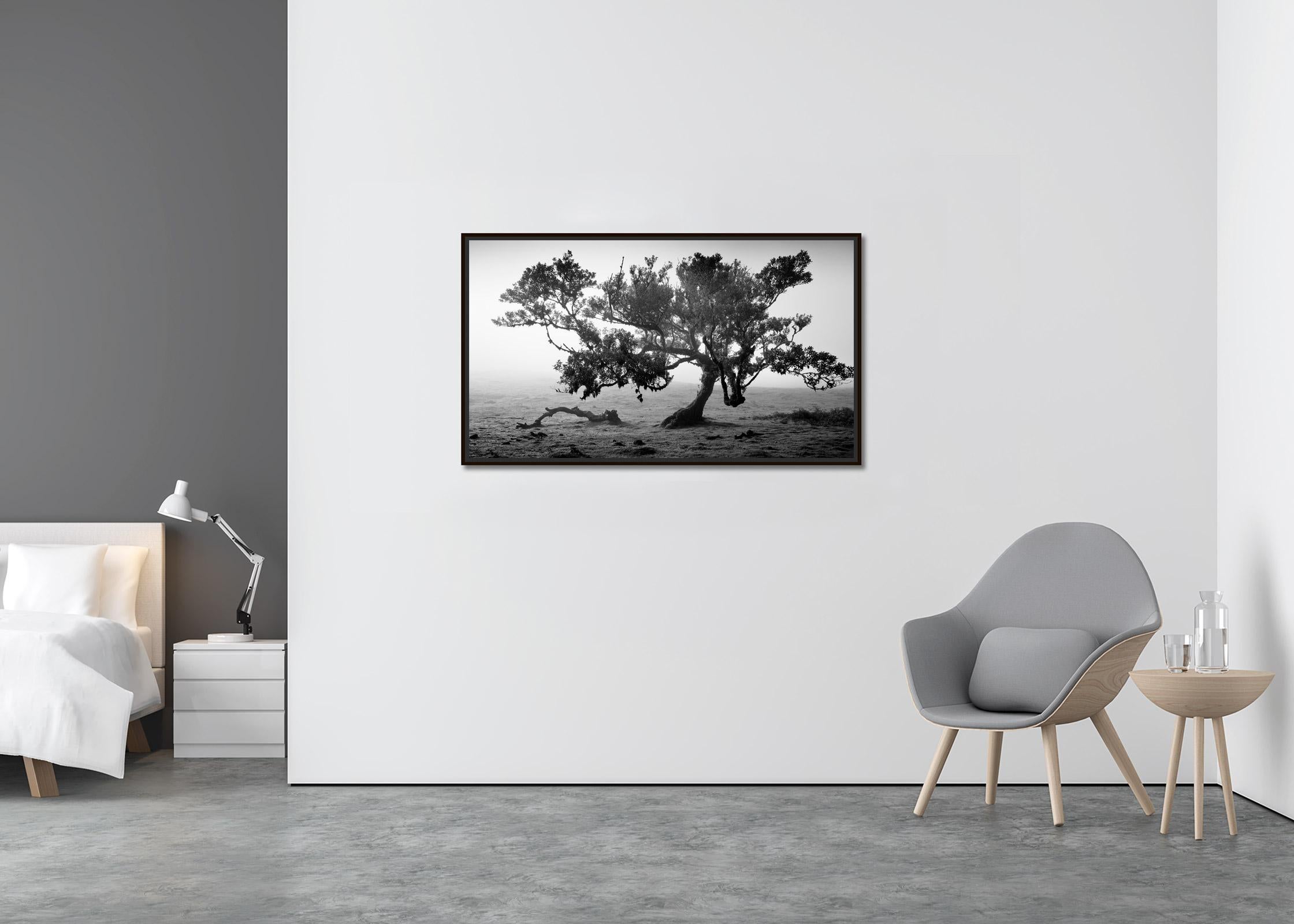 Ancienne forêt de Laurisilva, arbre ancien, Portugal, photographies de paysages d'art - Contemporain Photograph par Gerald Berghammer